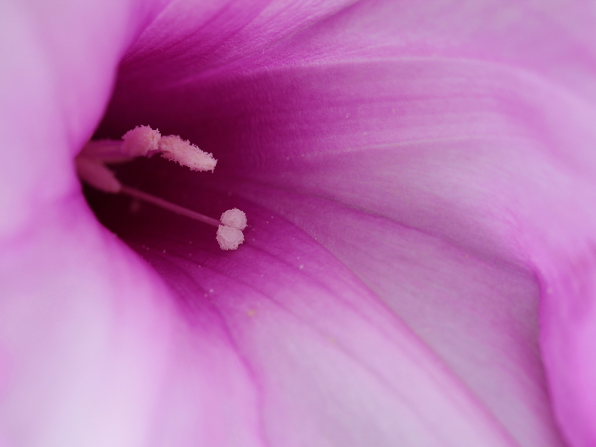 Canon EF-S 60mm F2.8 Macro USM sample photo. Purple.... morada..... photography