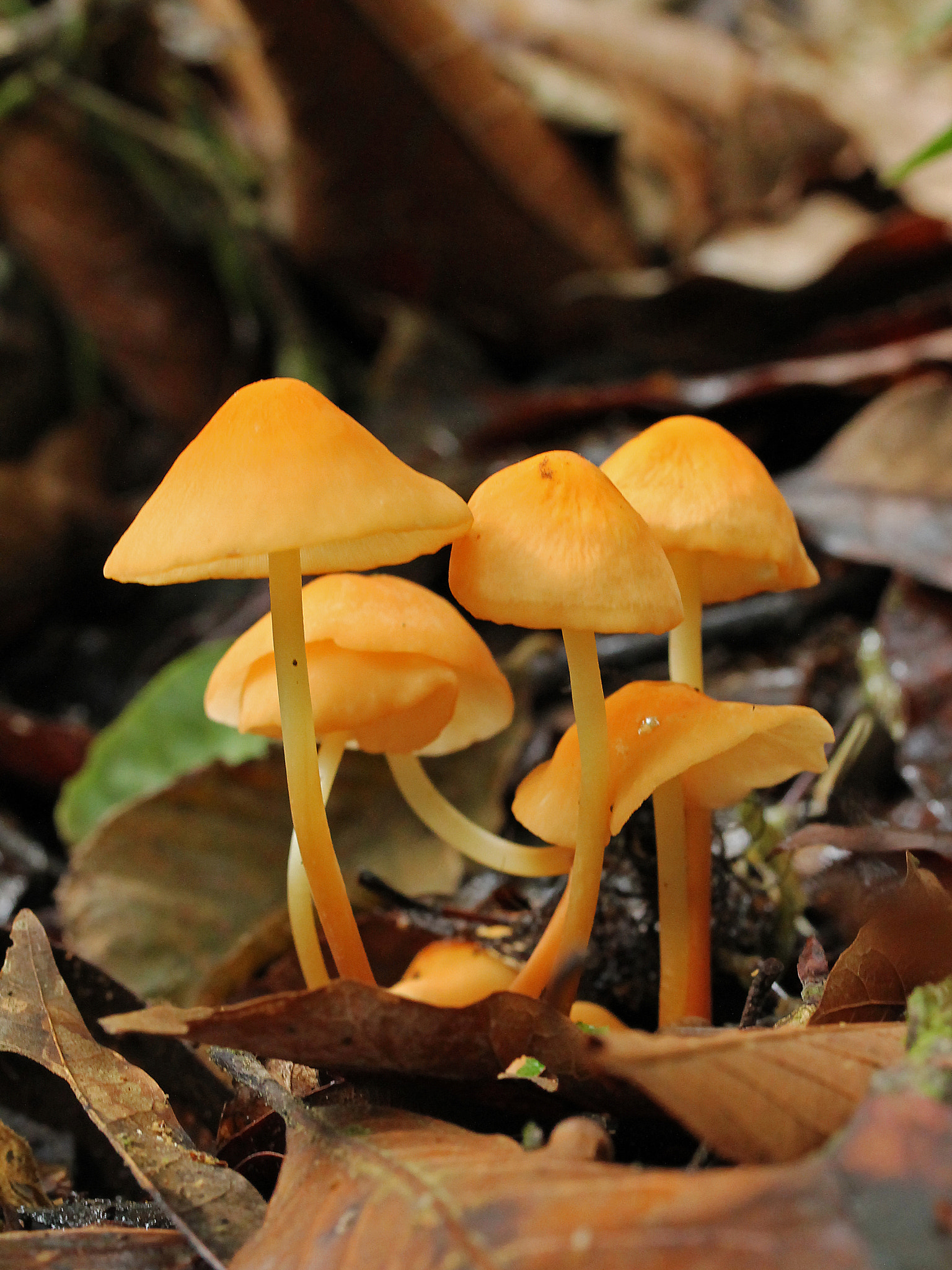 Canon EF-S 60mm F2.8 Macro USM sample photo. Mushrooms.......hongos......... photography