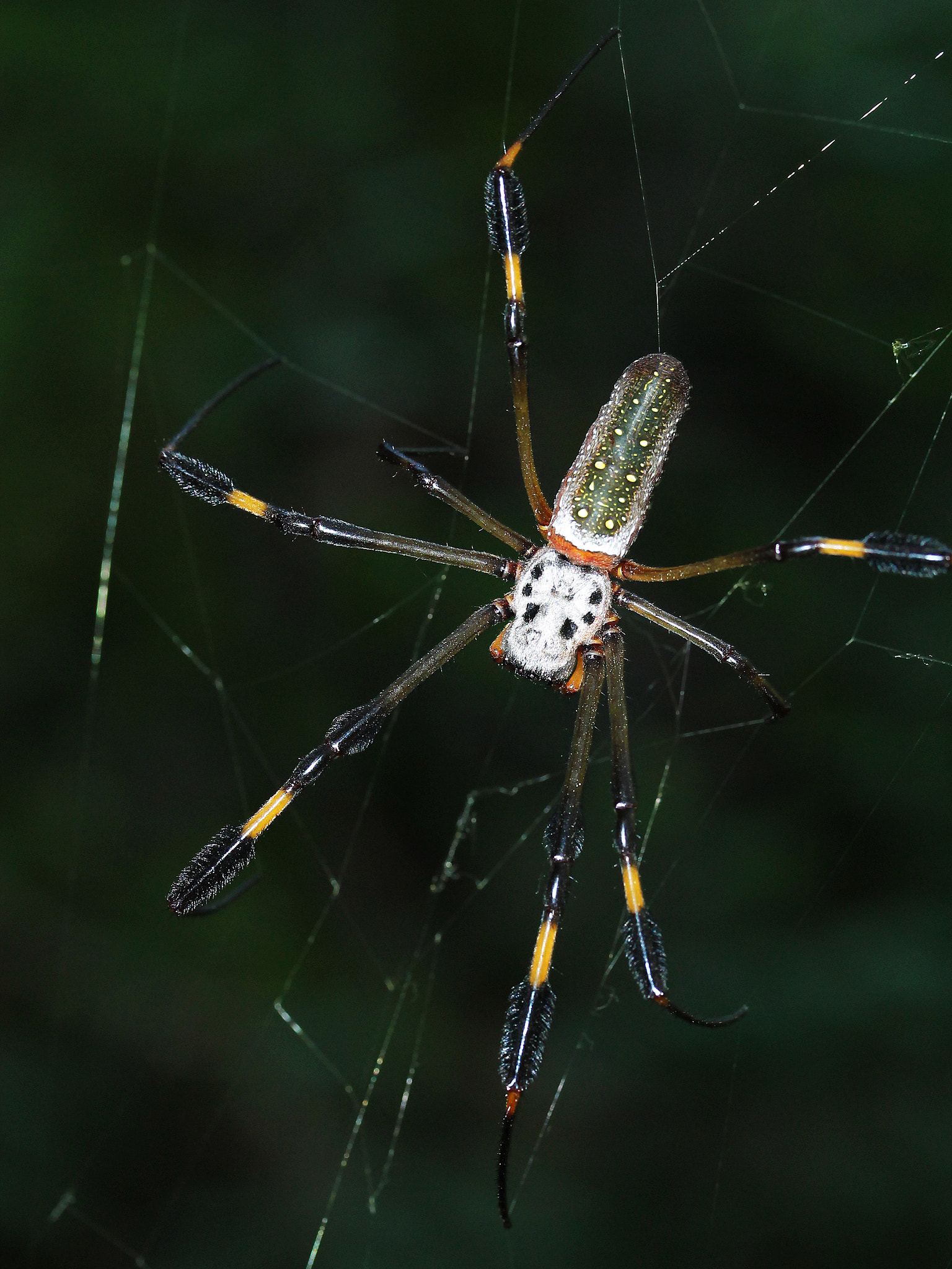 Canon EF-S 60mm F2.8 Macro USM sample photo. Golden silk spider.....nephila clavipes........... photography
