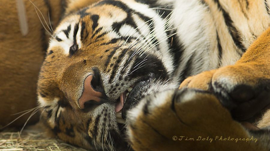 Minolta AF 200mm F2.8 G APO sample photo. Malayan tiger photography
