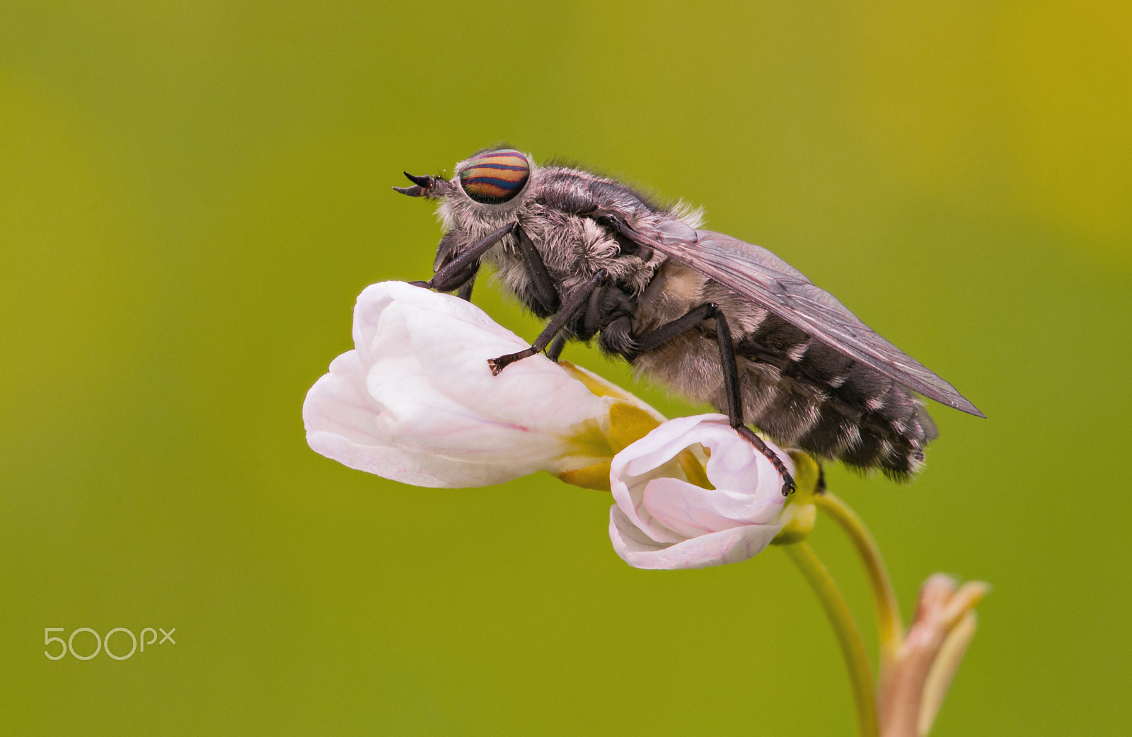 Nikon D300 + Sigma 150mm F2.8 EX DG Macro HSM sample photo. Horse fly photography