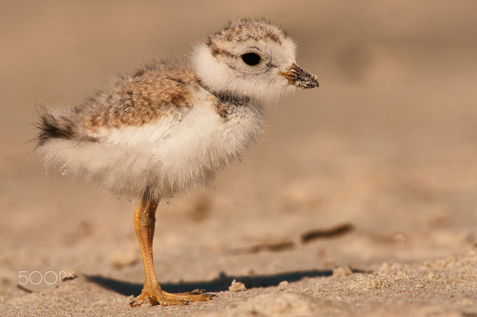 Nikon D300S + Nikon AF-S Nikkor 300mm F2.8G ED-IF VR sample photo. Plover chick photography