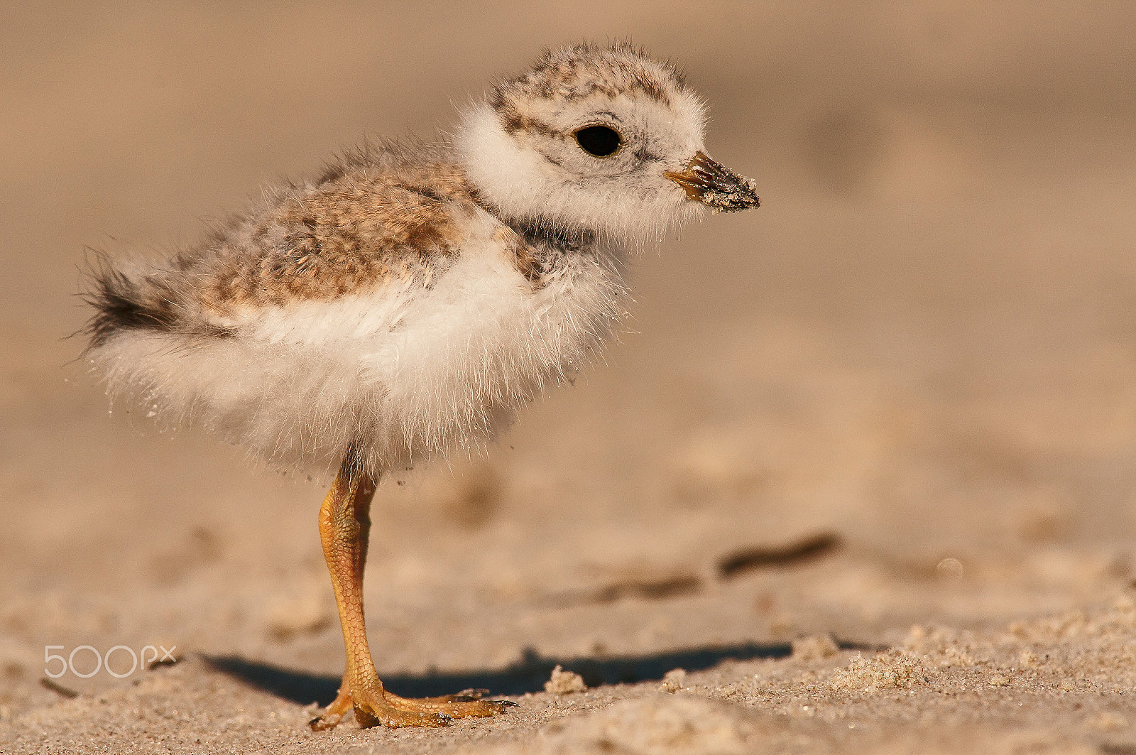 Nikon AF-S Nikkor 300mm F2.8G ED-IF VR sample photo. Plover chick photography