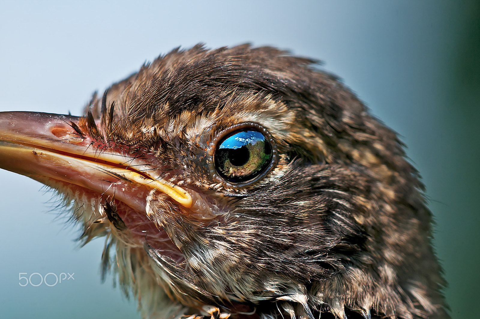 Nikon D300S + Nikon AF Micro-Nikkor 200mm F4D ED-IF sample photo. Eye of a robin photography
