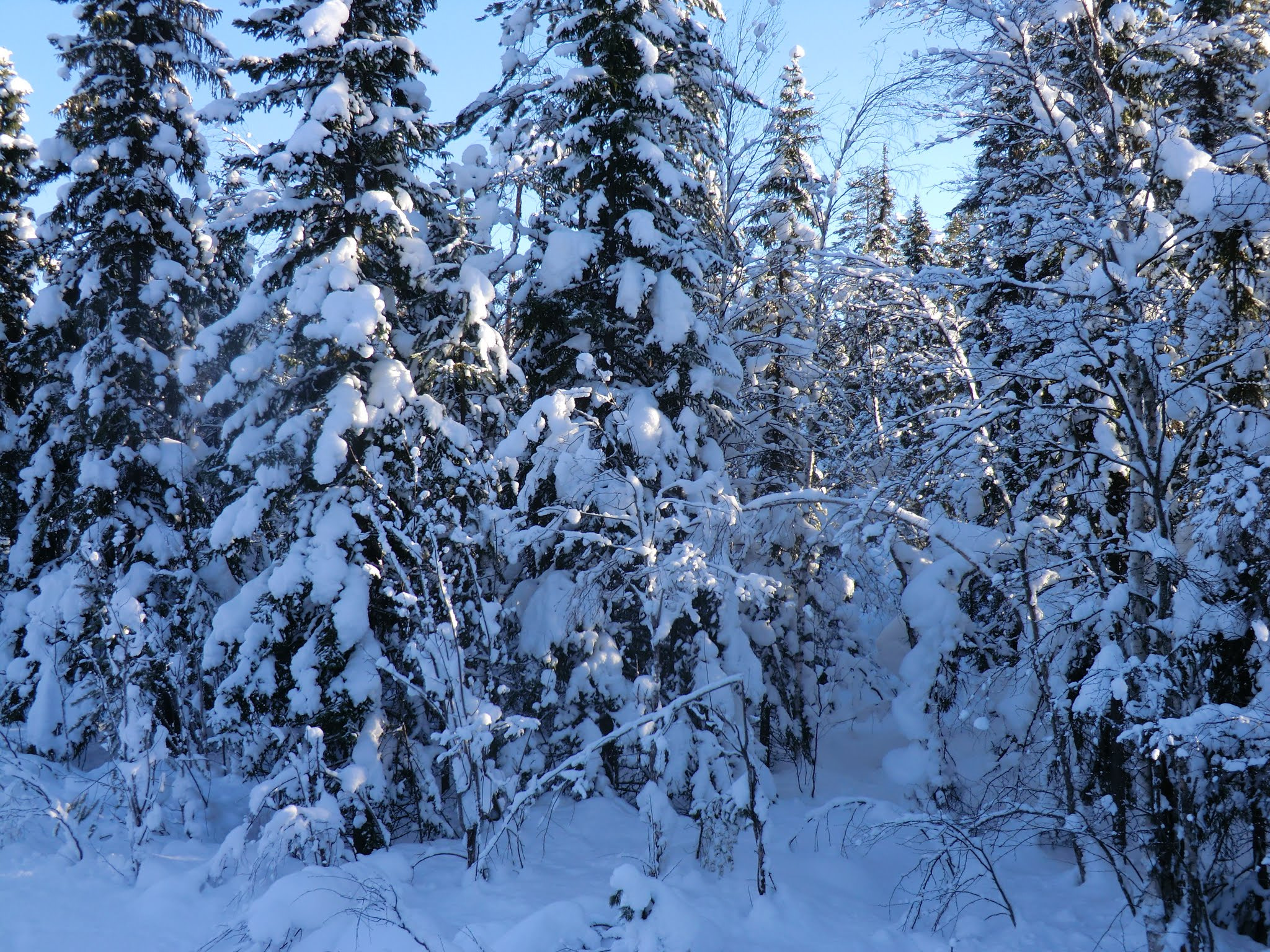 CASIO EX-H5 sample photo. Lappland sweden photography