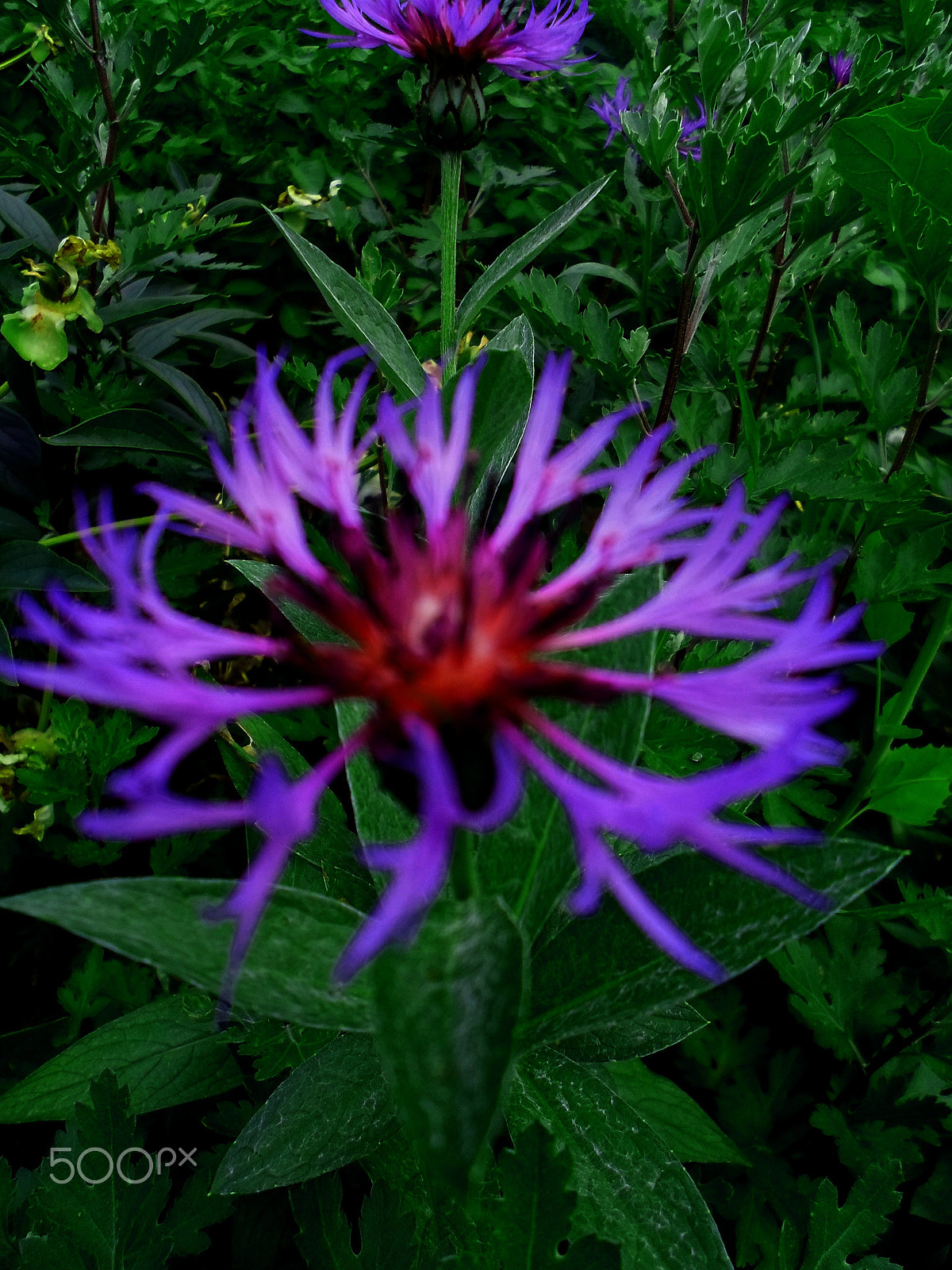 Samsung ST77 / ST79 sample photo. Sam_7042.jpg photography