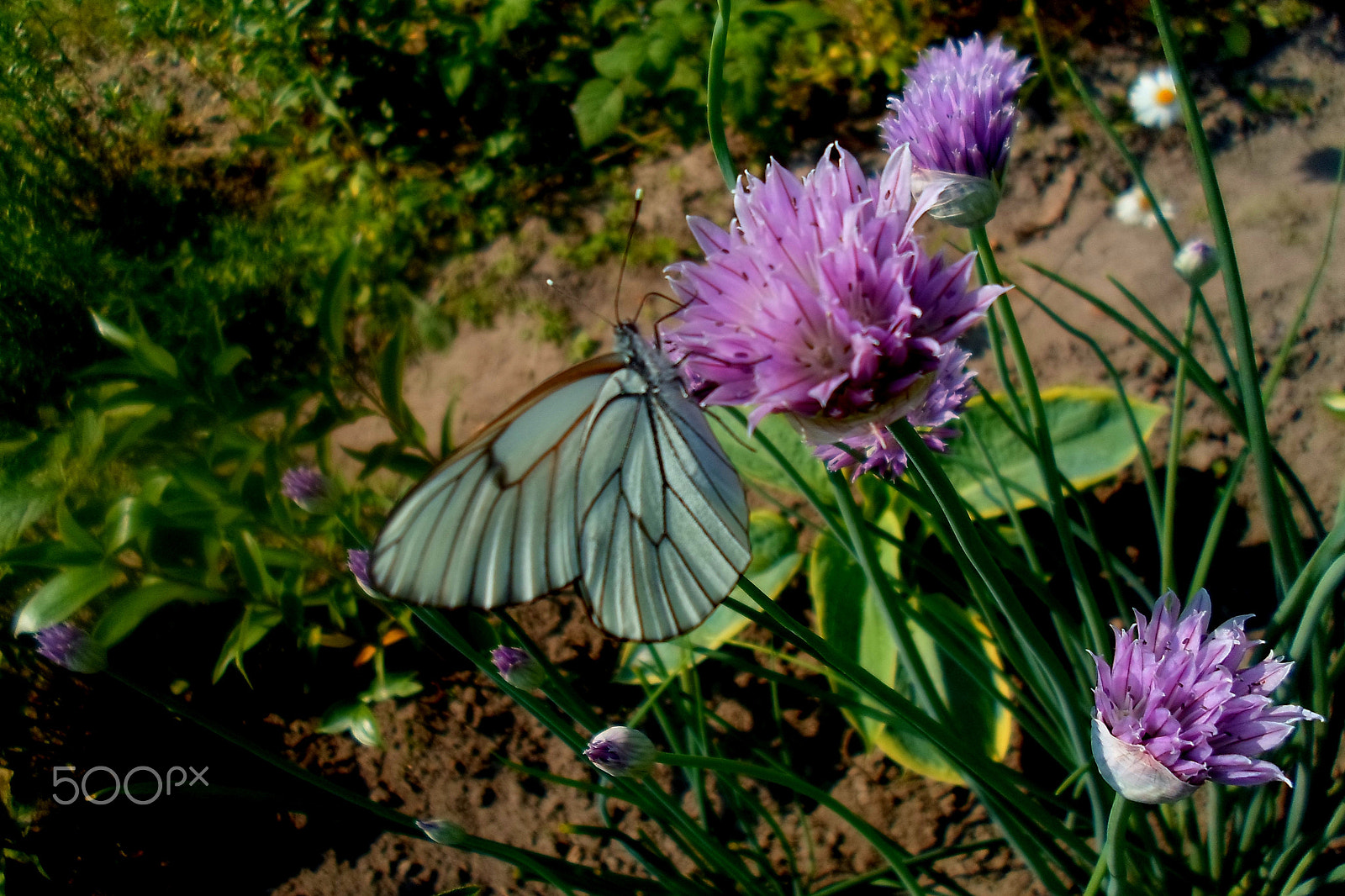 Samsung ST77 / ST79 sample photo. Sam_6878.jpg photography