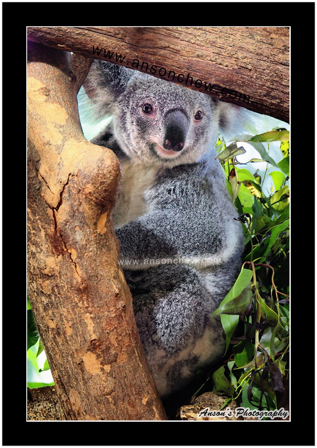 LUMIX G VARIO 45-150/F4.0-5.6 sample photo. Koala bear photography