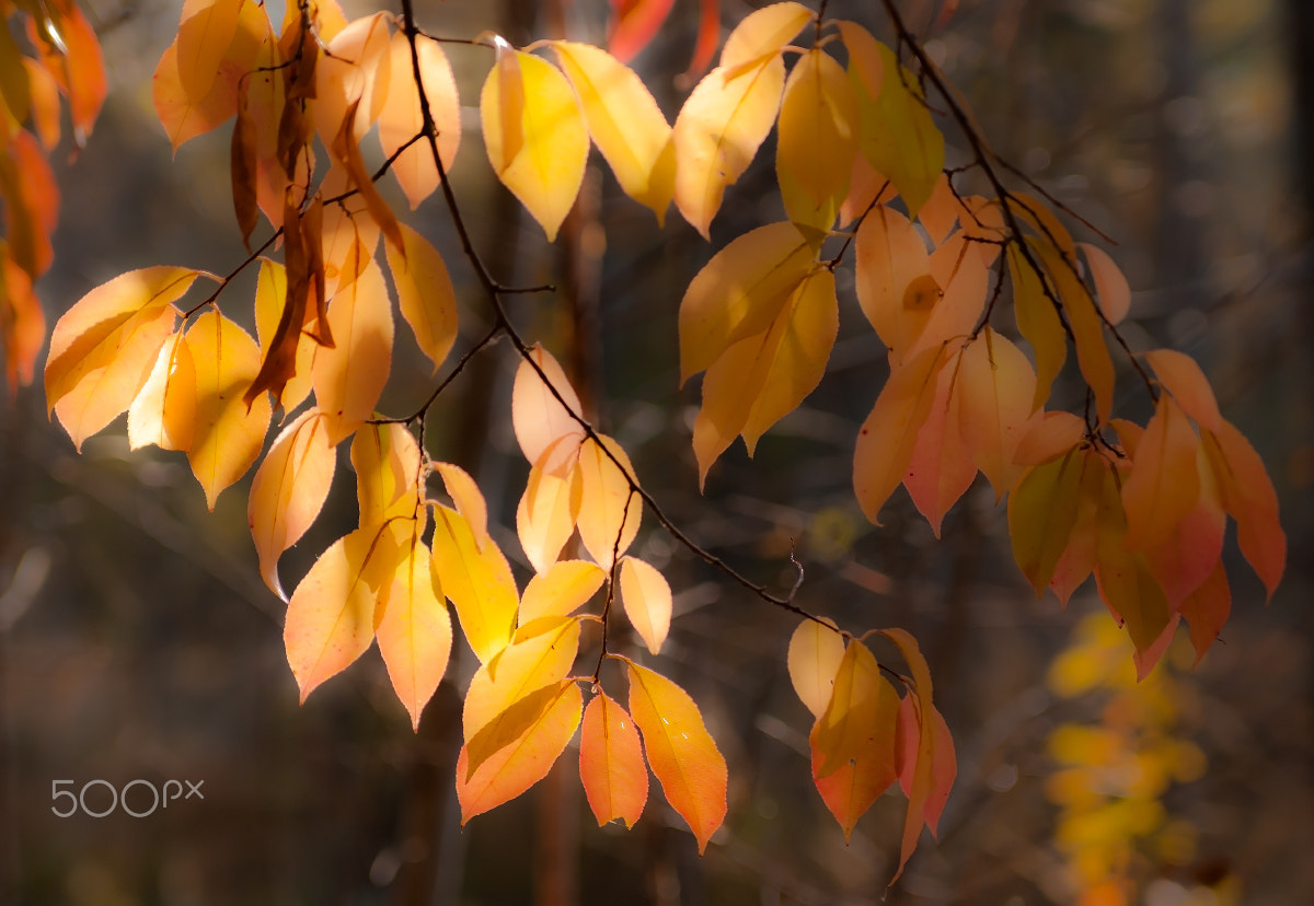 Nikon D80 sample photo. Autumn warmth. photography
