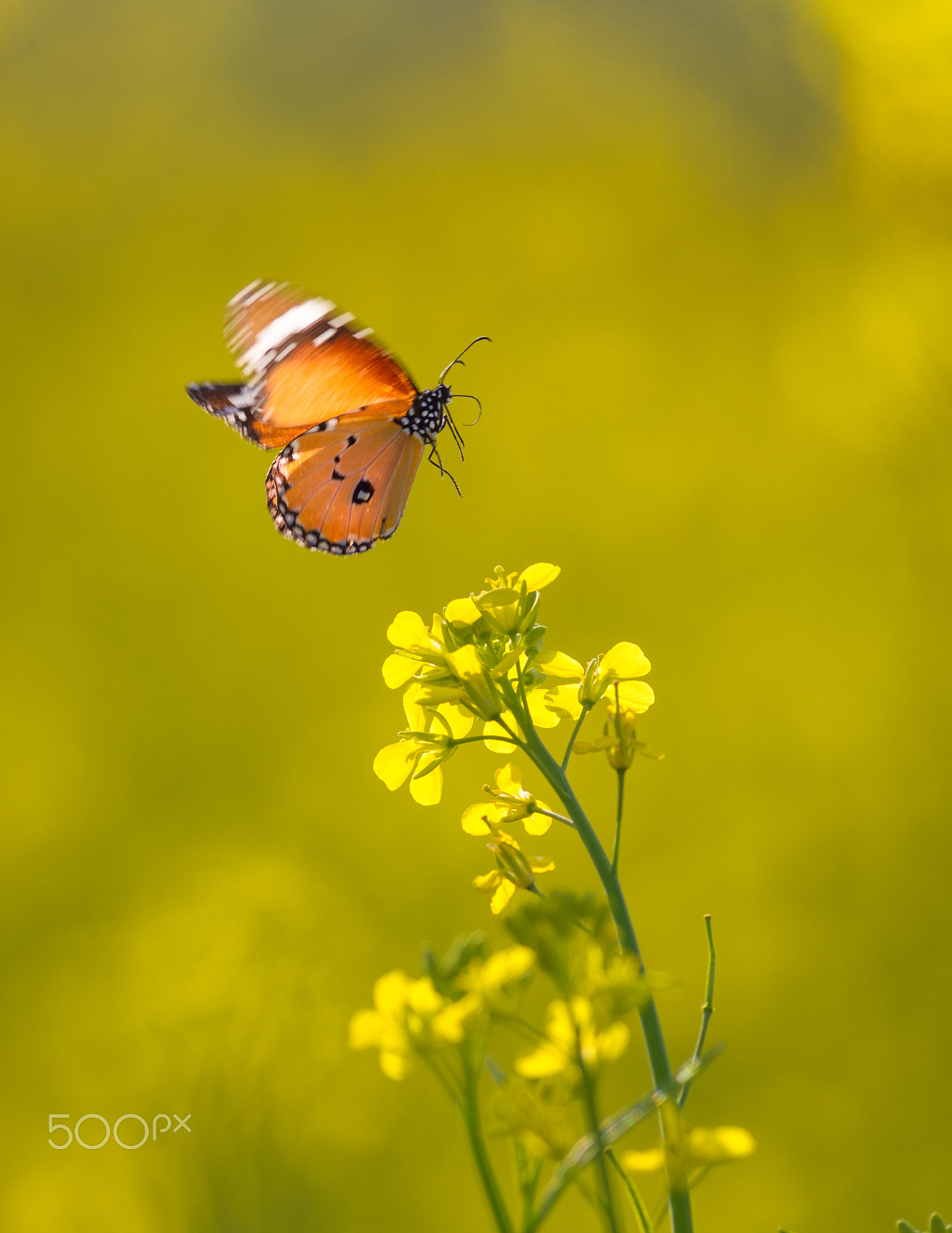 Canon EOS-1D Mark IV + Canon EF 400mm F5.6L USM sample photo. Plain tiger photography