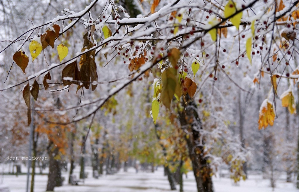 Sony Alpha DSLR-A200 sample photo. Noiembrie... photography