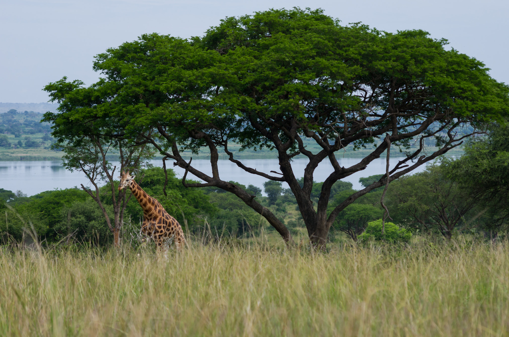 Pentax smc DA 55-300mm F4.0-5.8 ED sample photo. Giraffe photography