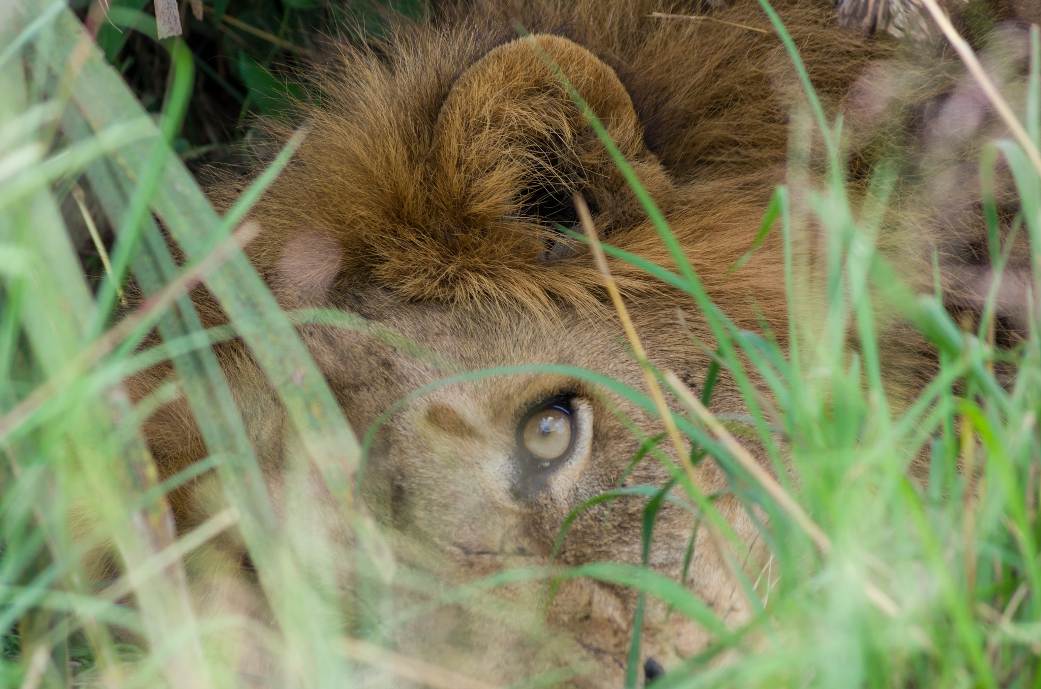Pentax smc DA 55-300mm F4.0-5.8 ED sample photo. Eye of the lion photography