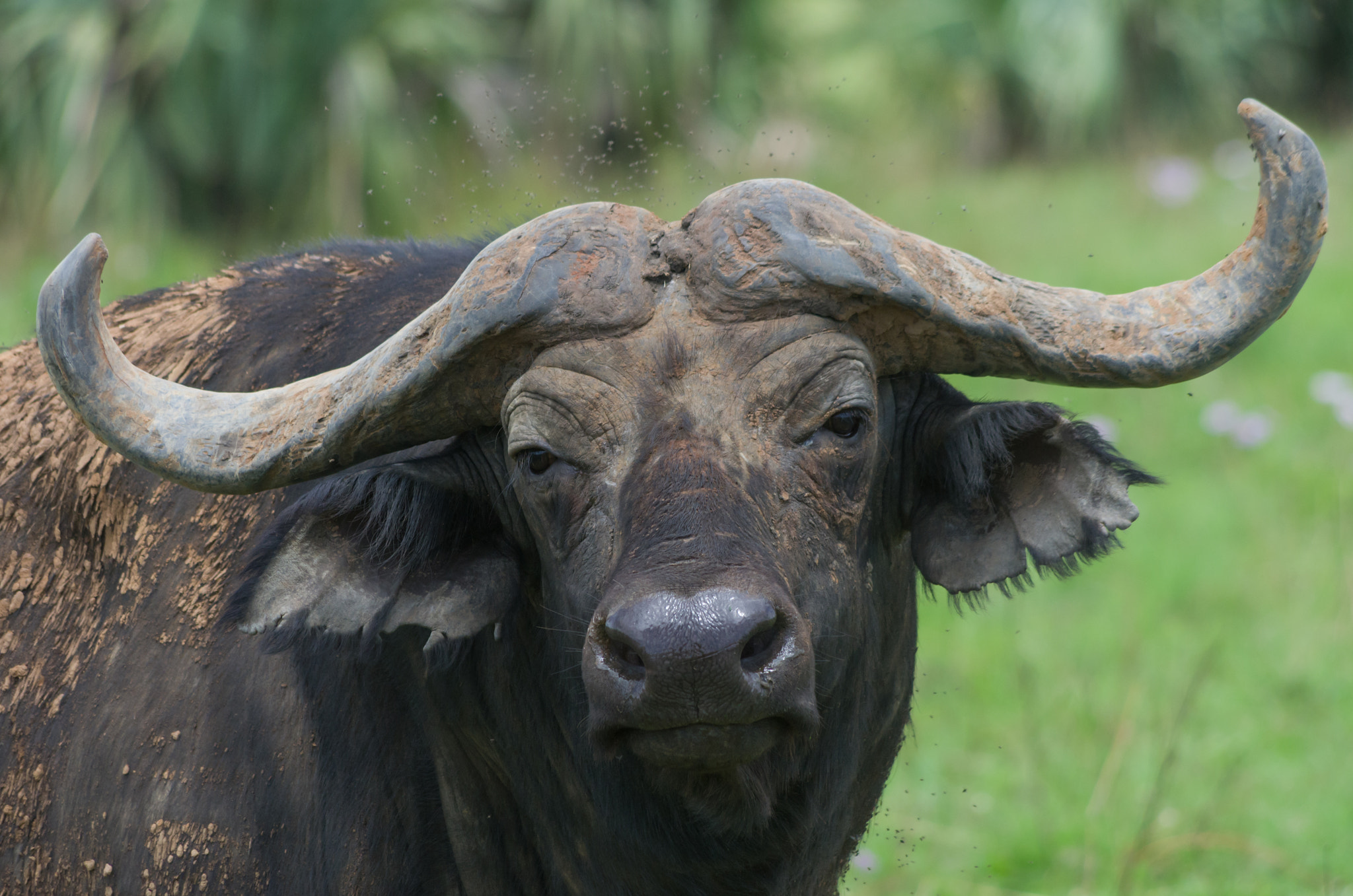 Pentax smc DA 55-300mm F4.0-5.8 ED sample photo. Cape buffalo photography