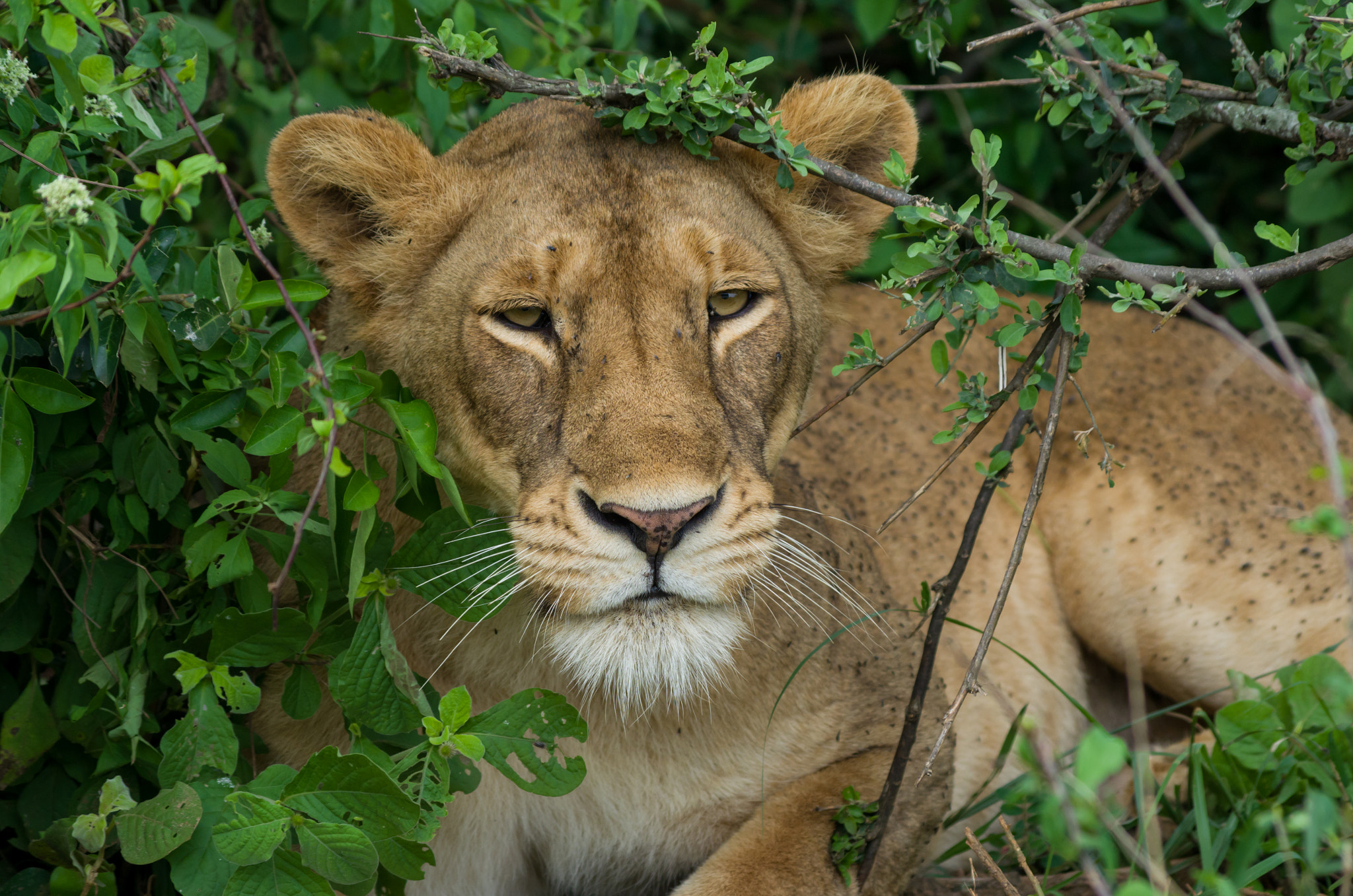 Pentax smc DA 55-300mm F4.0-5.8 ED sample photo. Lion 2 photography