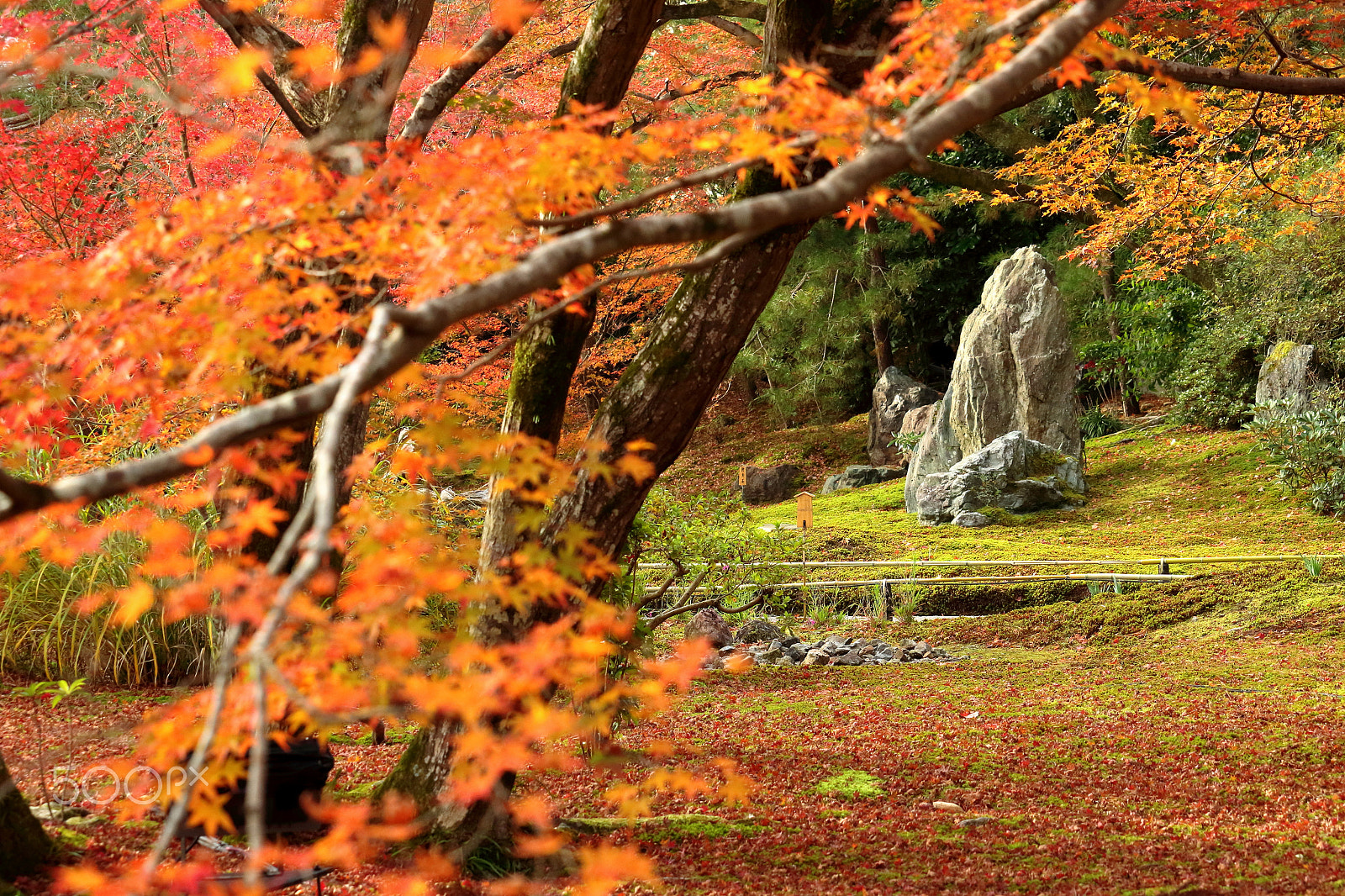 Canon EOS 100D (EOS Rebel SL1 / EOS Kiss X7) sample photo. Autumn garden photography