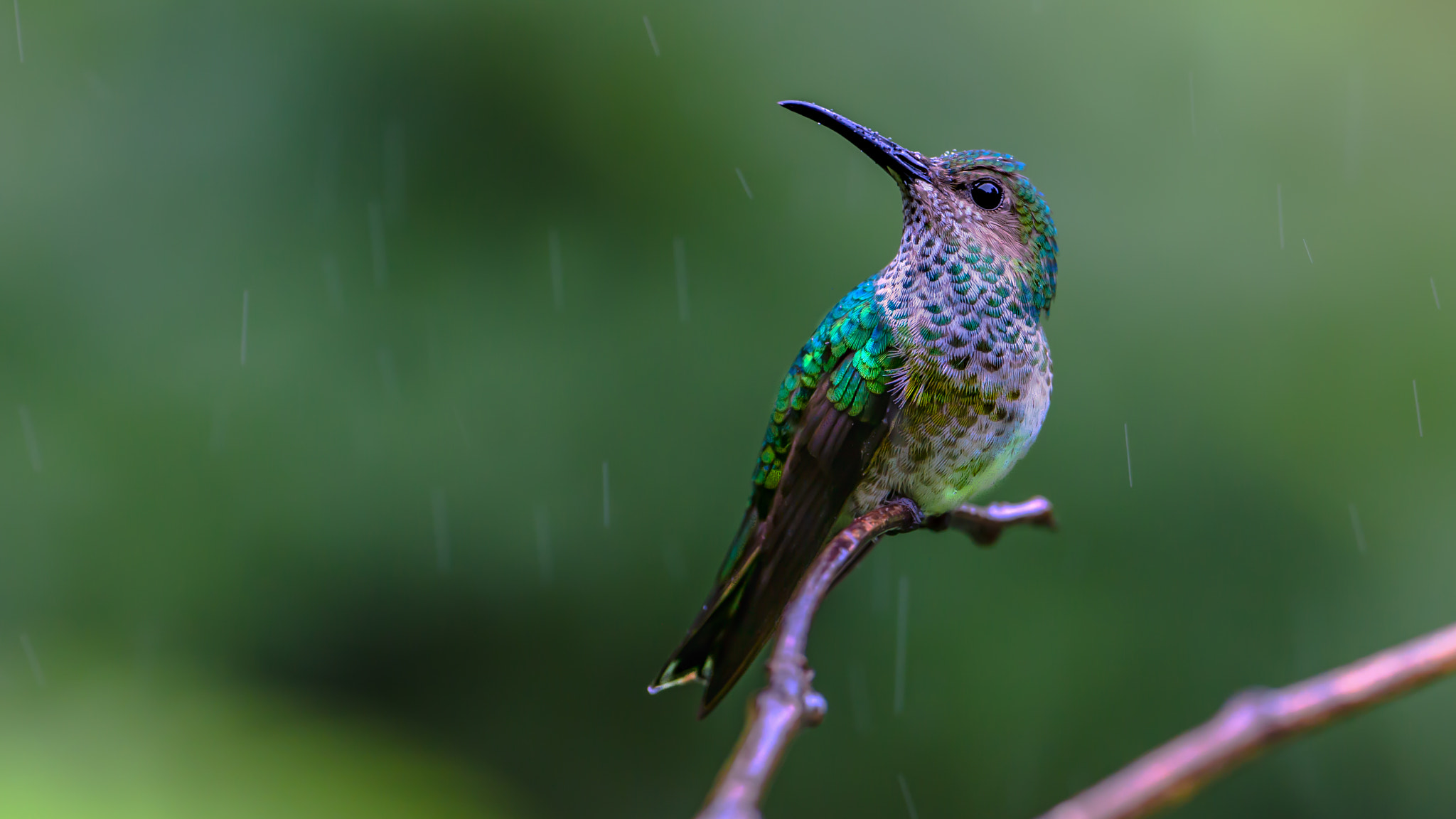 Canon EF 200-400mm F4L IS USM Extender 1.4x sample photo. Beauty in the rain photography