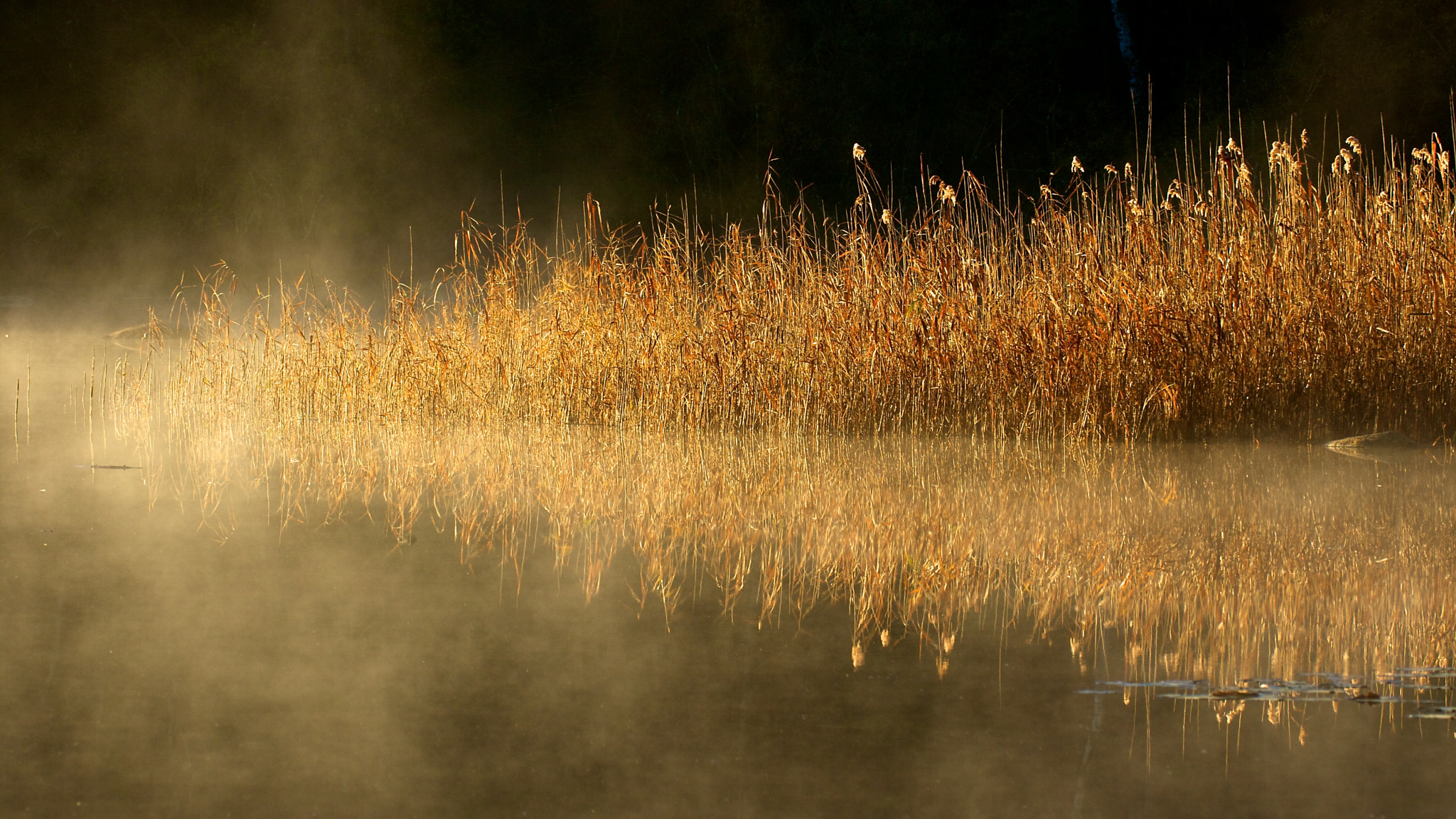 Canon EF 180mm F3.5L Macro USM sample photo. Reeds photography