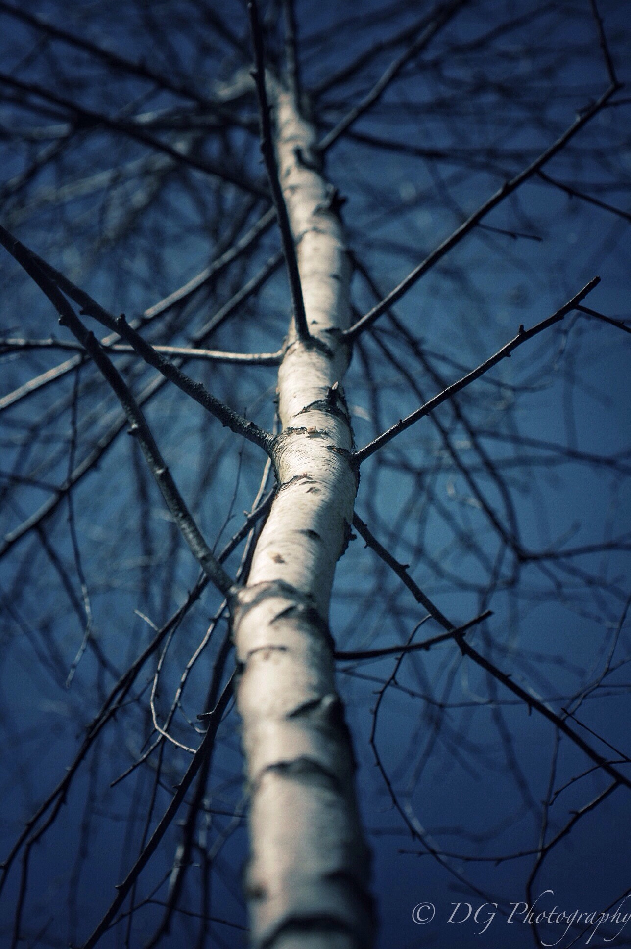 Canon EF 100mm F2.8 Macro USM sample photo. Winter czech republic 2015 photography