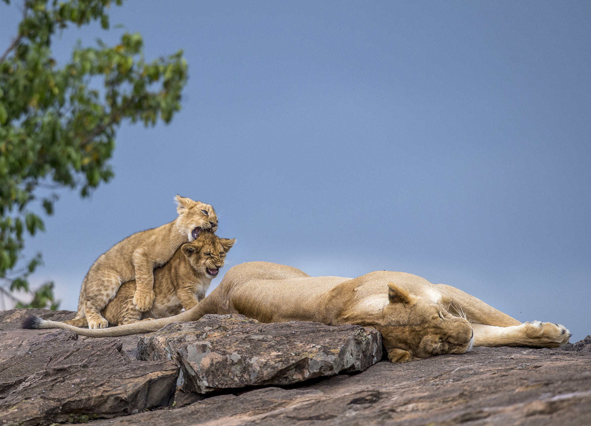 Canon EF 400mm F2.8L IS USM sample photo. Play gorund photography