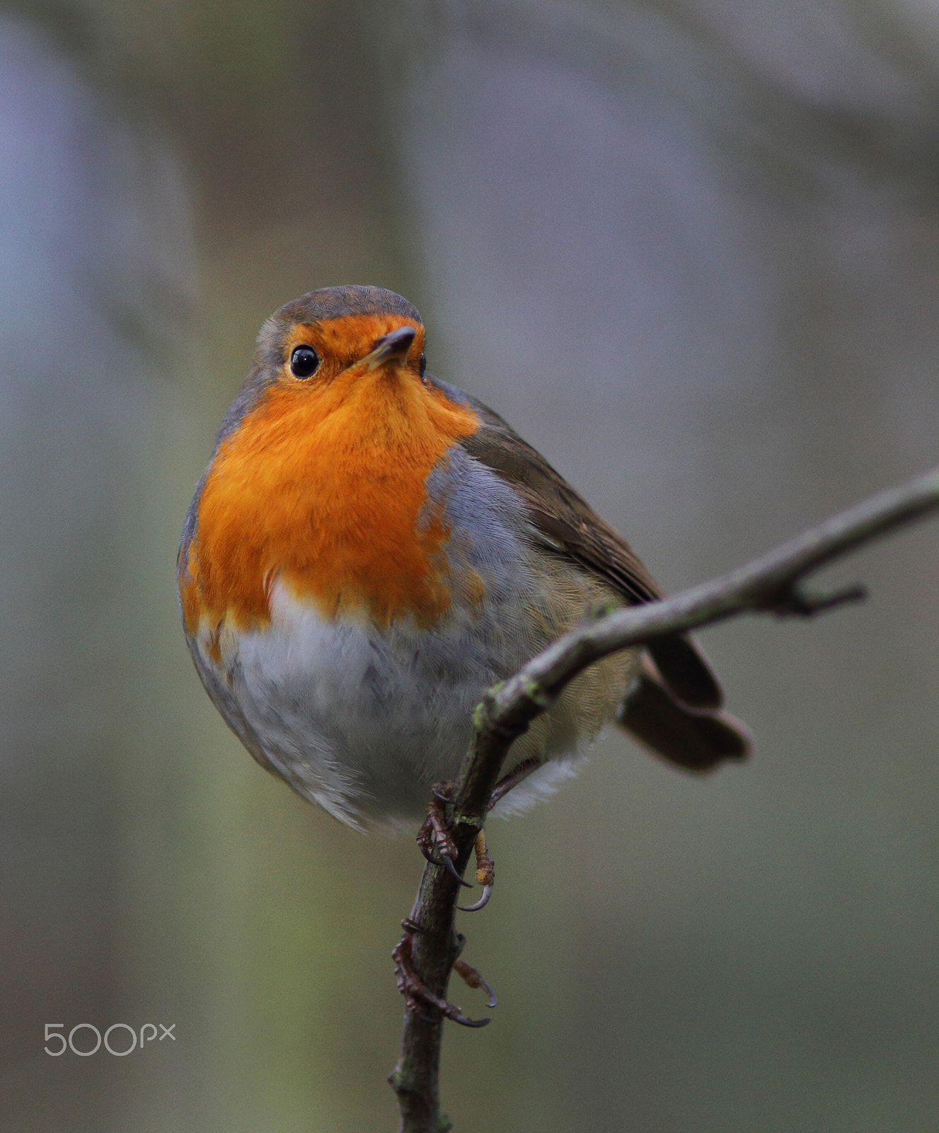 Canon EOS 7D + Canon EF 200mm F2.8L II USM sample photo. Robin photography