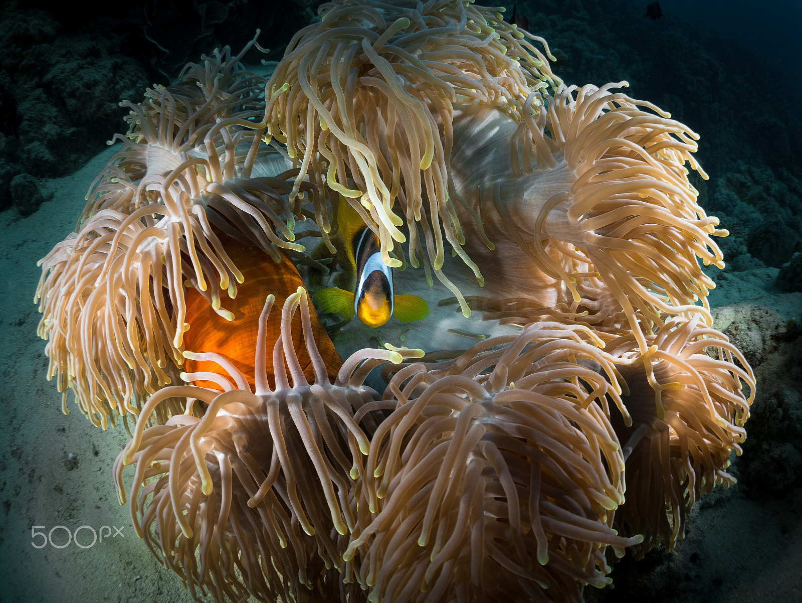 Panasonic Lumix DMC-GX7 + LUMIX G FISHEYE 8/F3.5 sample photo. Red sea anemone fish photography