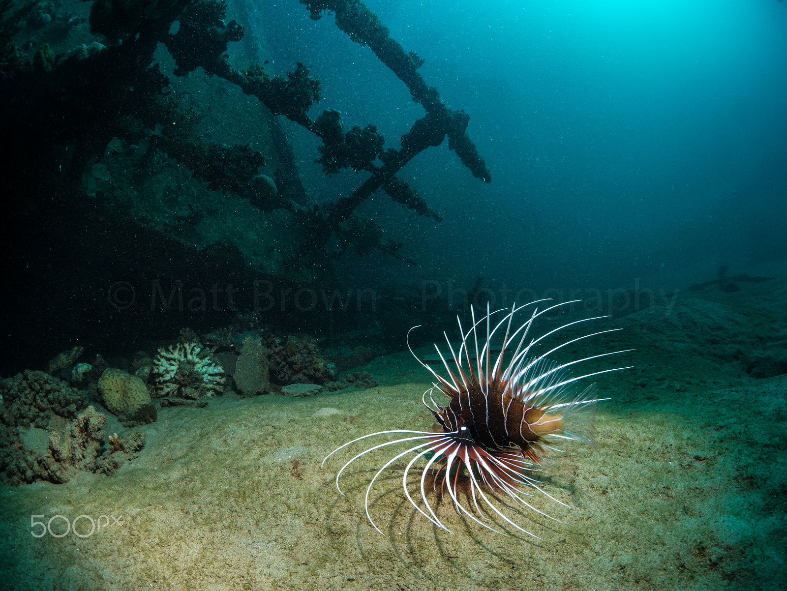 Panasonic Lumix DMC-GX7 + LUMIX G FISHEYE 8/F3.5 sample photo. Clearfin lionfish photography