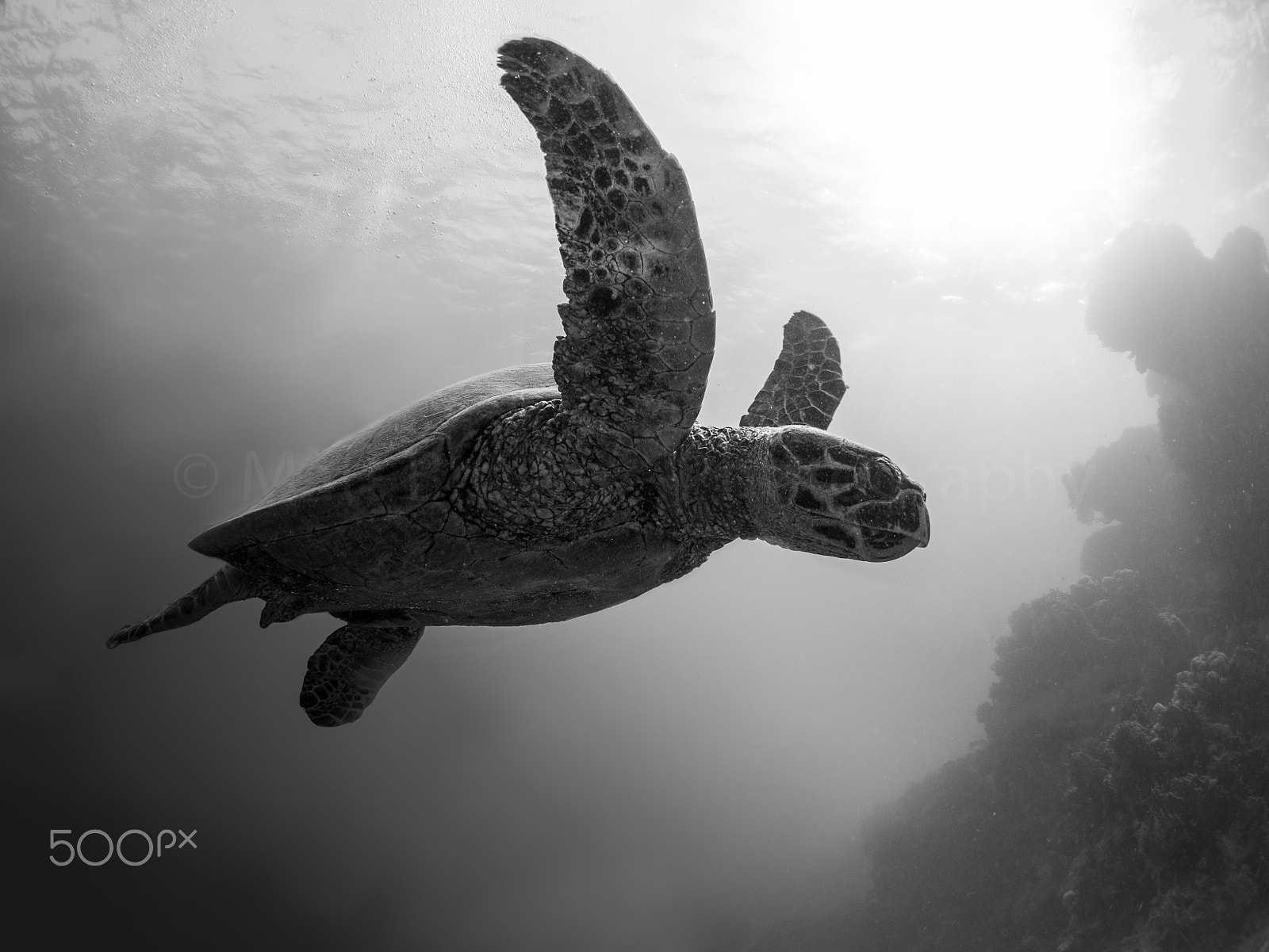 Panasonic Lumix DMC-GX7 + LUMIX G FISHEYE 8/F3.5 sample photo. Hawksbill turtle photography