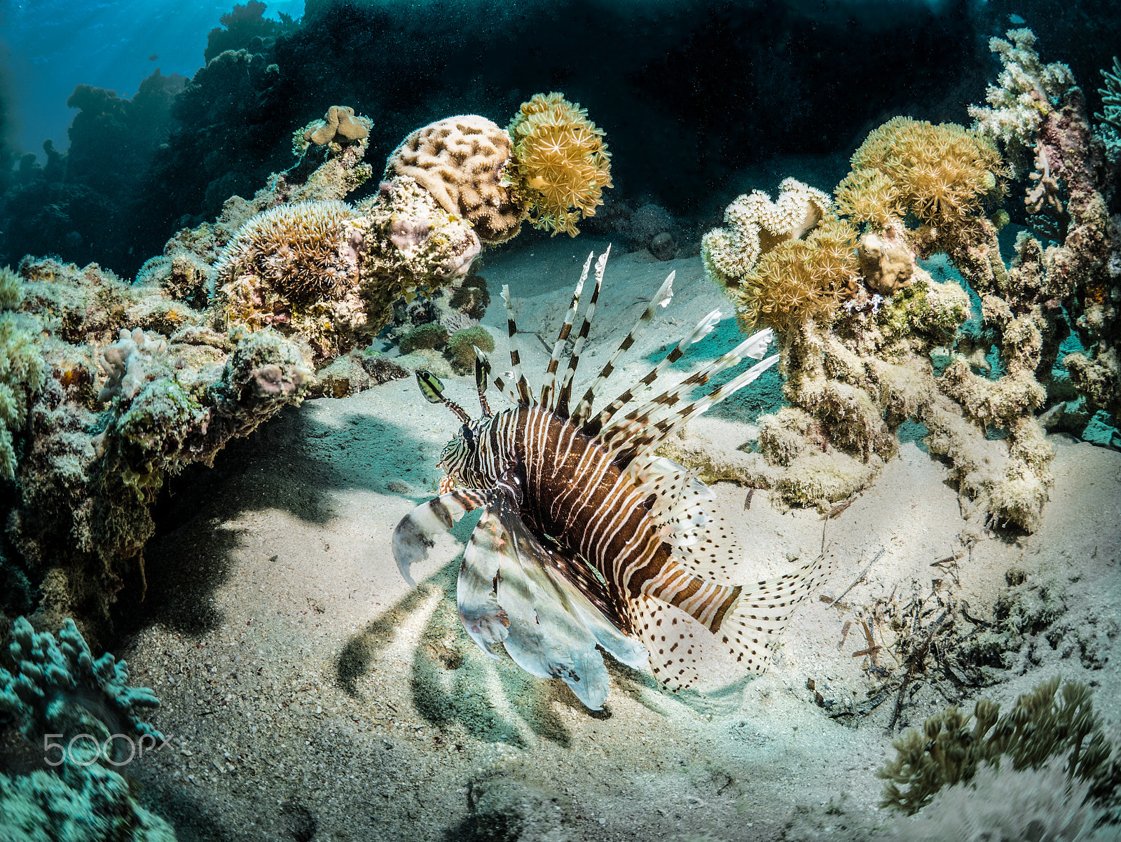 Panasonic Lumix DMC-GX7 + LUMIX G FISHEYE 8/F3.5 sample photo. Common lionfish photography