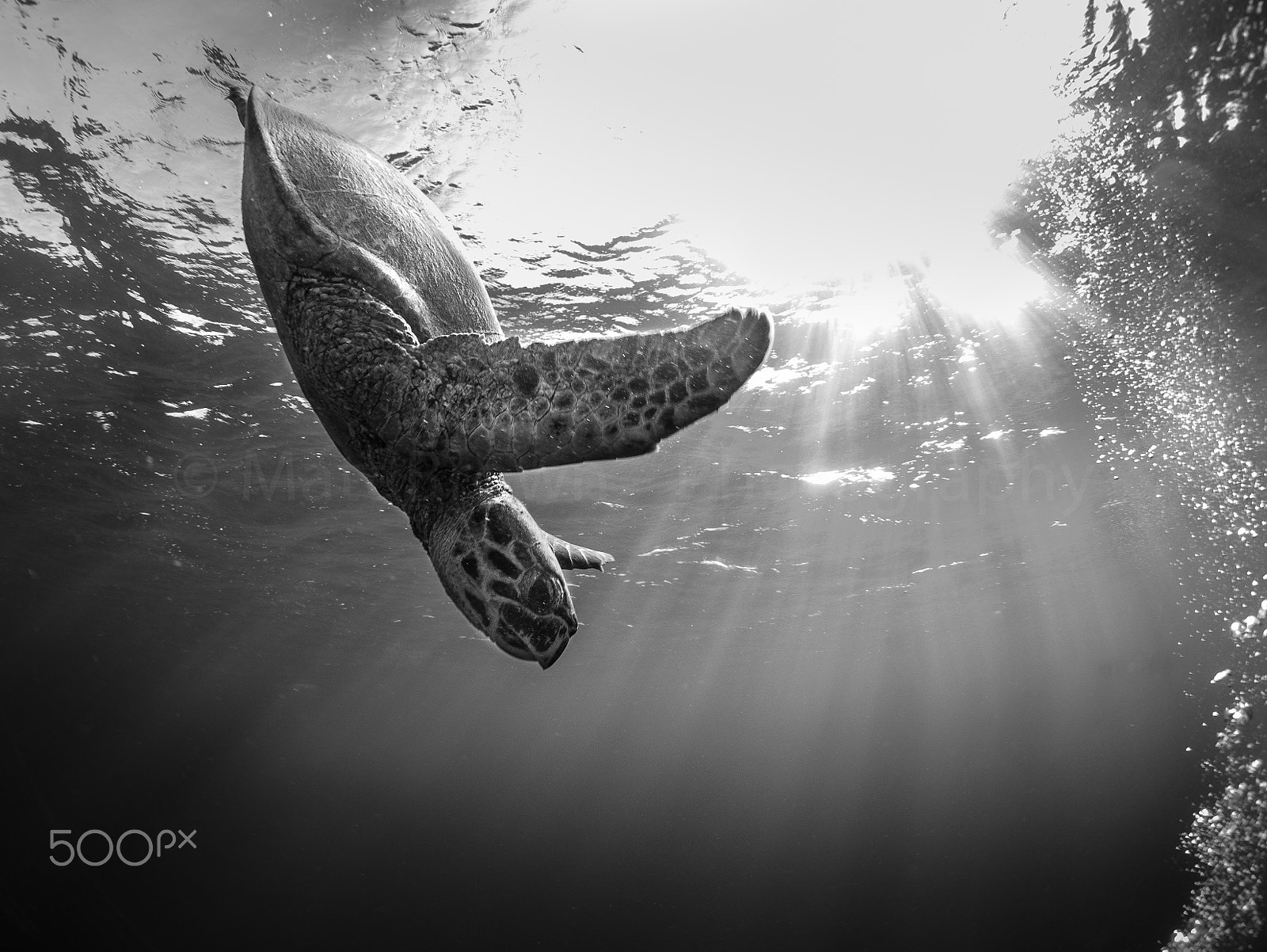 Panasonic Lumix DMC-GX7 + LUMIX G FISHEYE 8/F3.5 sample photo. Hawksbill turtle photography