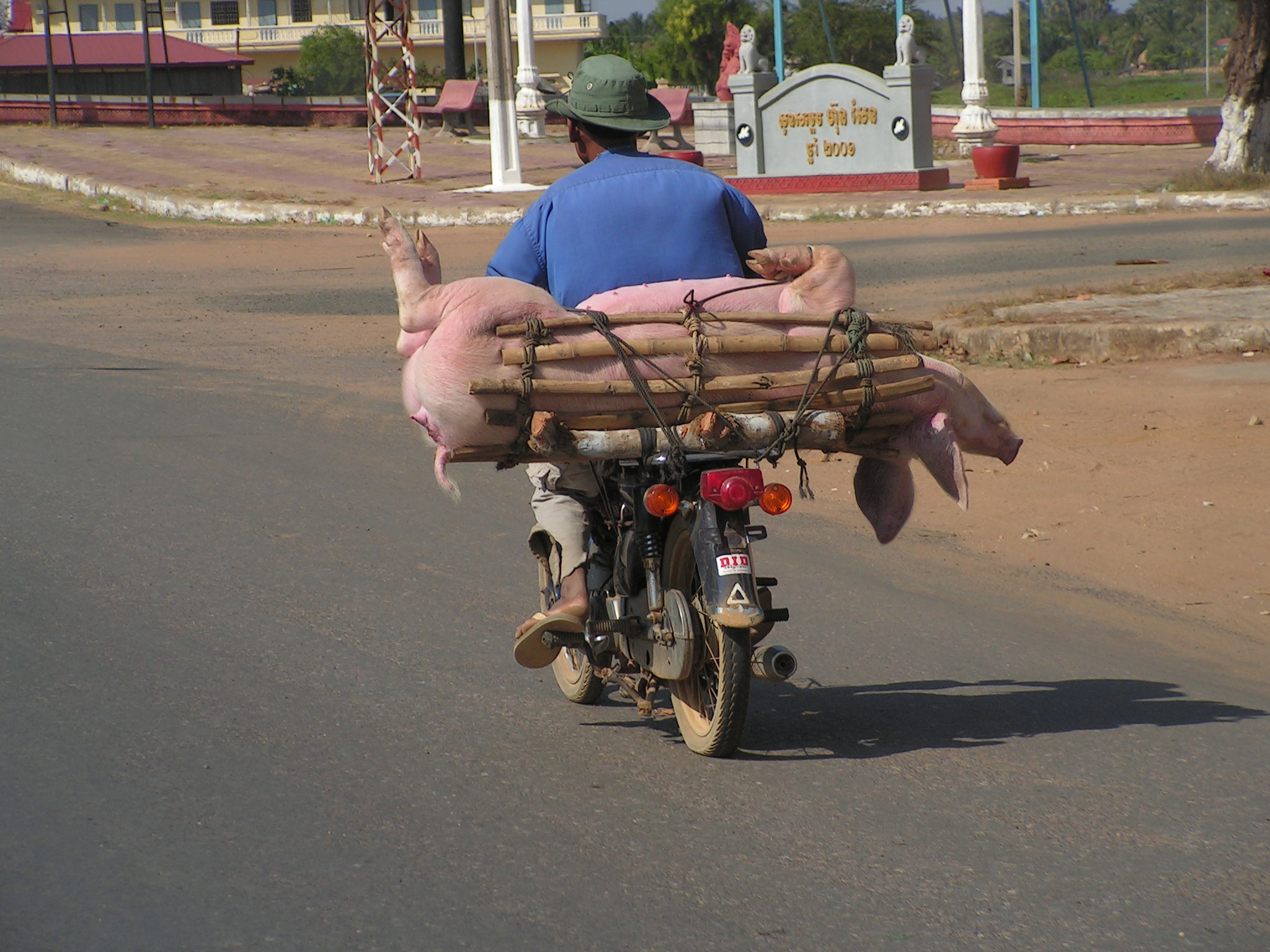 KONICA MINOLTA DiMAGE Z10 sample photo. Livestock transport, cambodian style photography