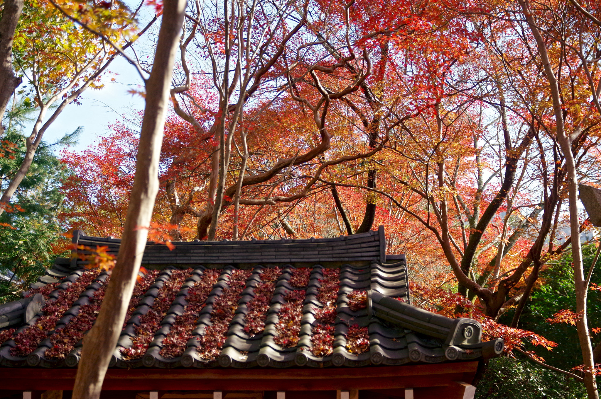 Sigma 17-70mm F2.8-4 DC Macro HSM Contemporary sample photo. Roof in autumn photography