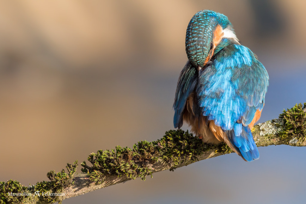 Canon EF 300mm F4L IS USM sample photo. Blue wing hide photography