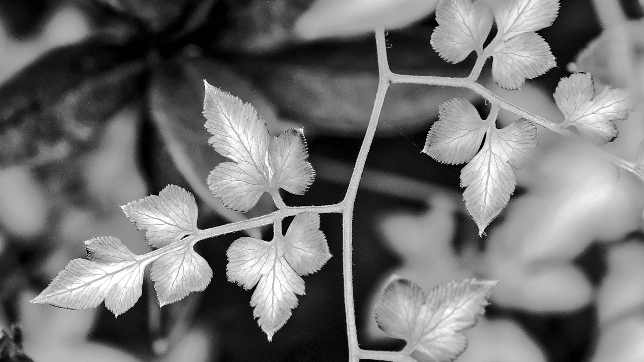 Sony E 35mm F1.8 OSS sample photo. Green leaves photography