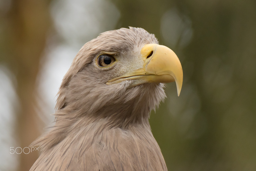 Canon EOS 7D Mark II + Tamron SP 70-300mm F4-5.6 Di VC USD sample photo. White-tailed eagle photography