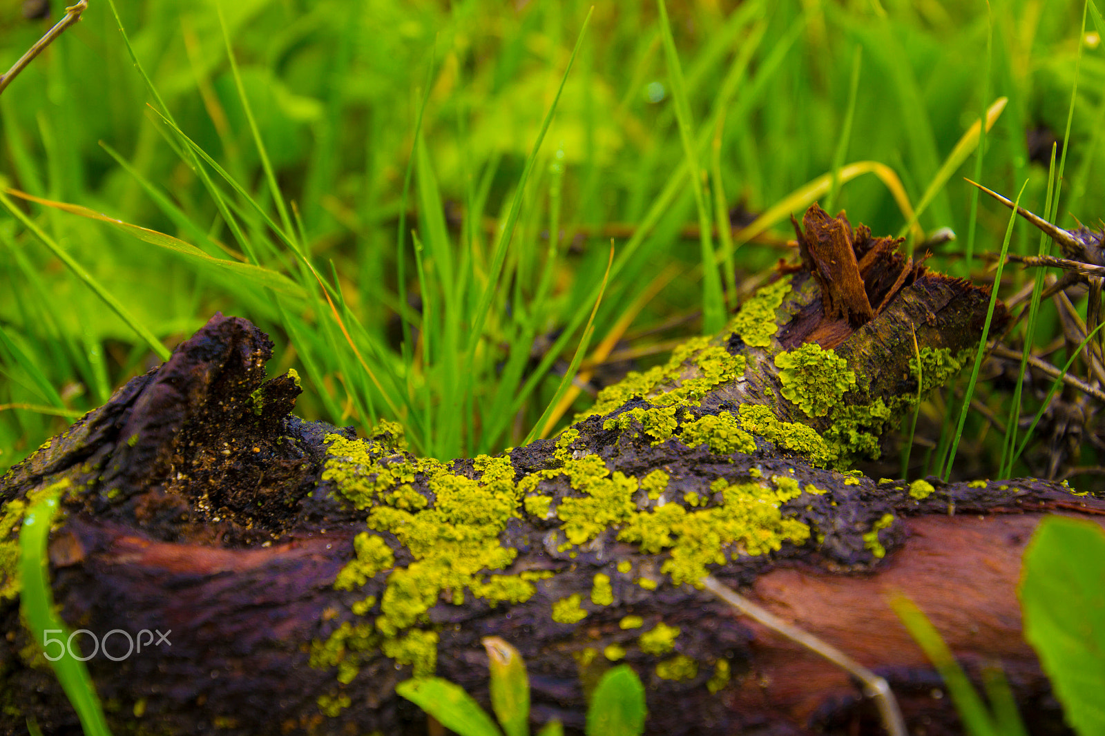 Canon EOS 60D + Canon EF 300mm f/2.8L sample photo. Green pretty lichens macro photography
