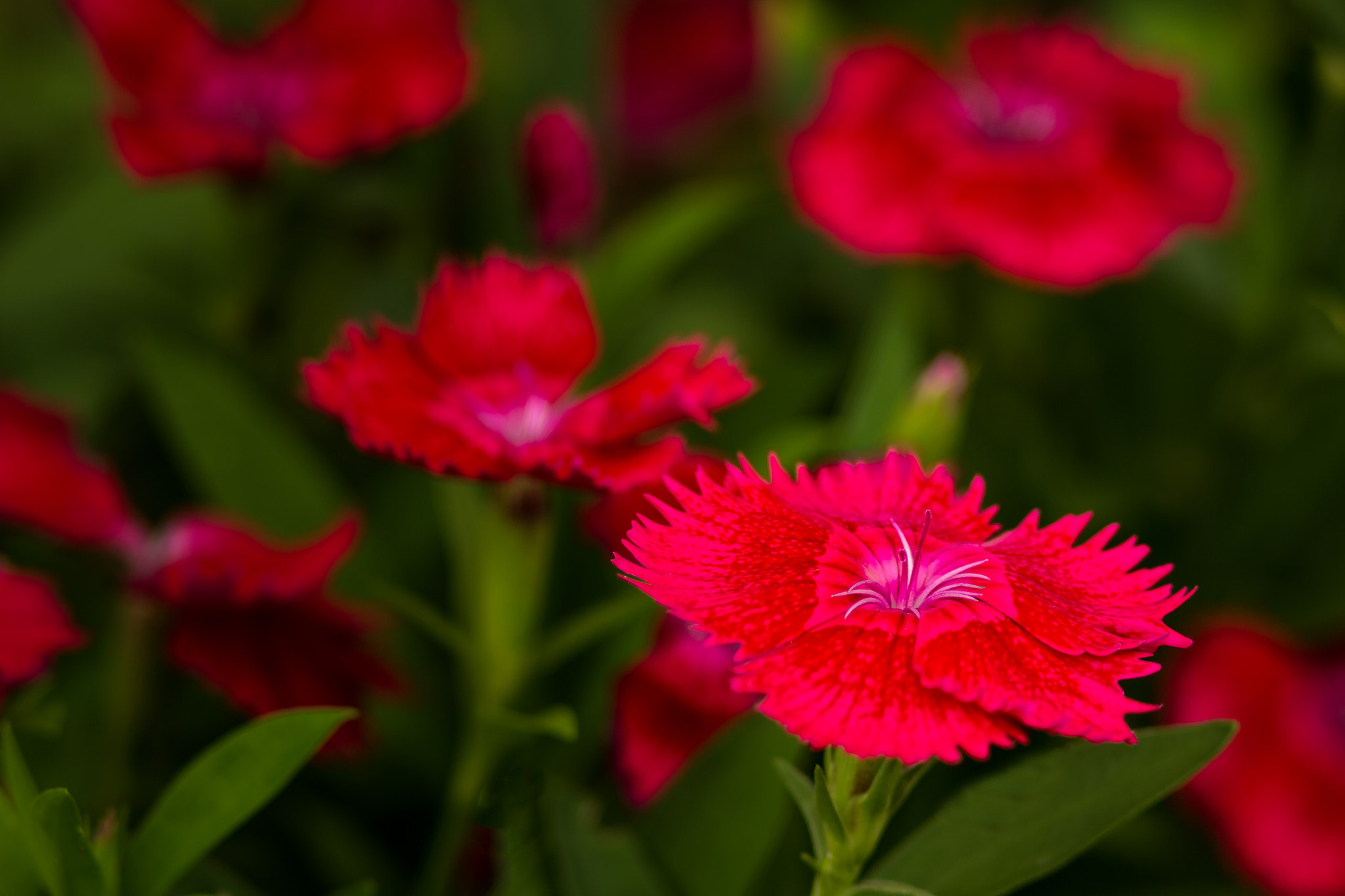 Canon EF 300mm F4L IS USM sample photo. I see red photography