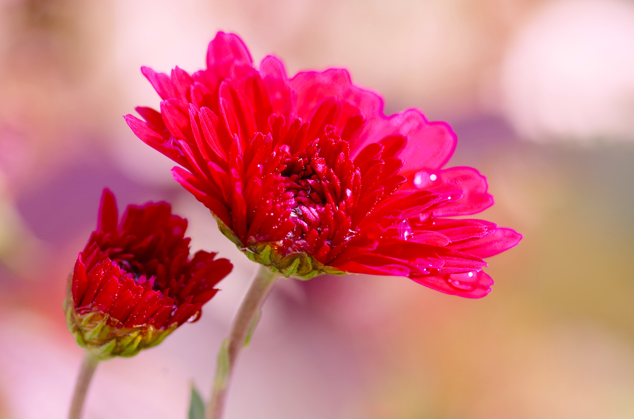 Pentax smc D-FA 100mm F2.8 Macro WR sample photo. Pray for artemis photography