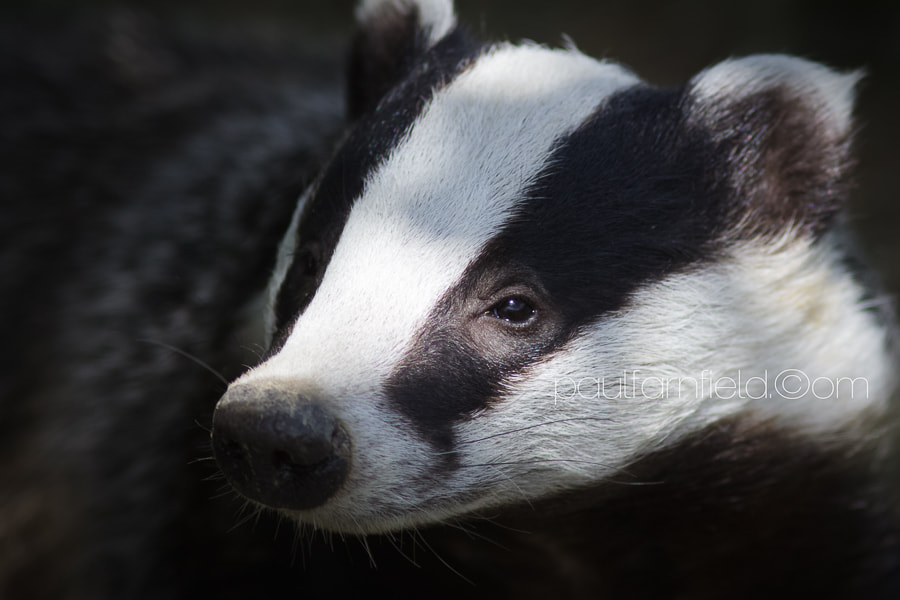 Canon EOS 50D + Canon EF 300mm F4L IS USM sample photo. European badger (meles meles) photography