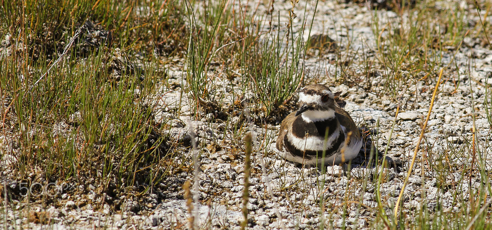 Canon EOS 60D + Canon EF 400mm F5.6L USM sample photo. Incubating killdeer / kotló ékfarkú lile photography