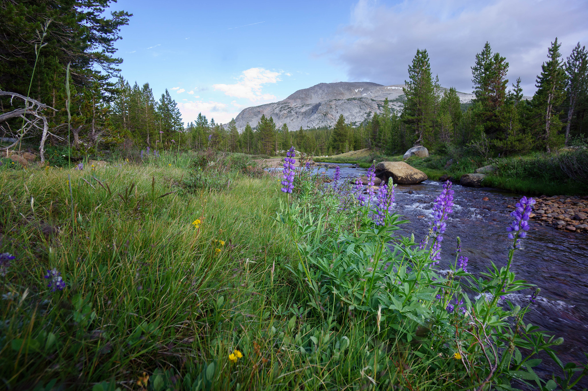 Sony Alpha NEX-5N + Sony E 10-18mm F4 OSS sample photo. Yosemite photography