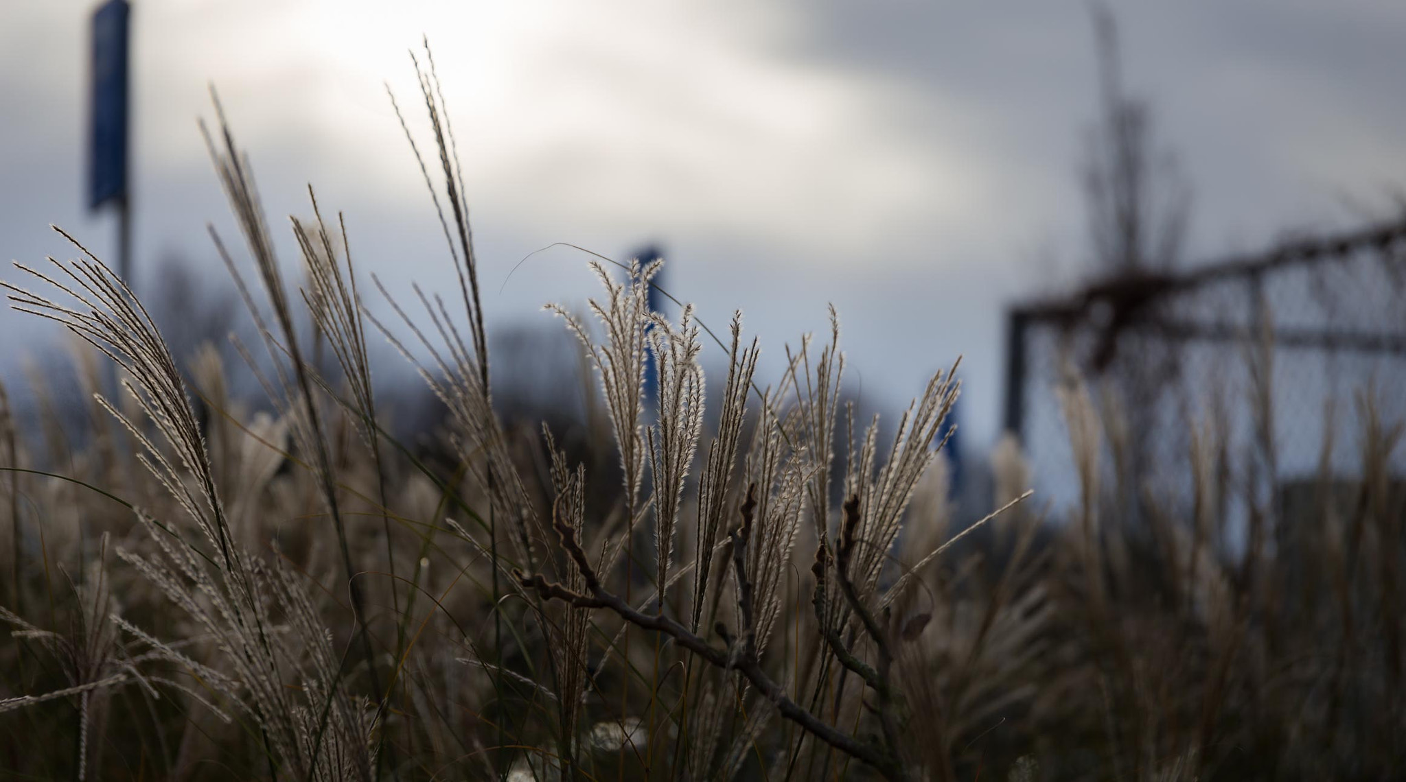 Canon EOS 6D + Canon EF 500mm F4L IS USM sample photo. Against the sun photography