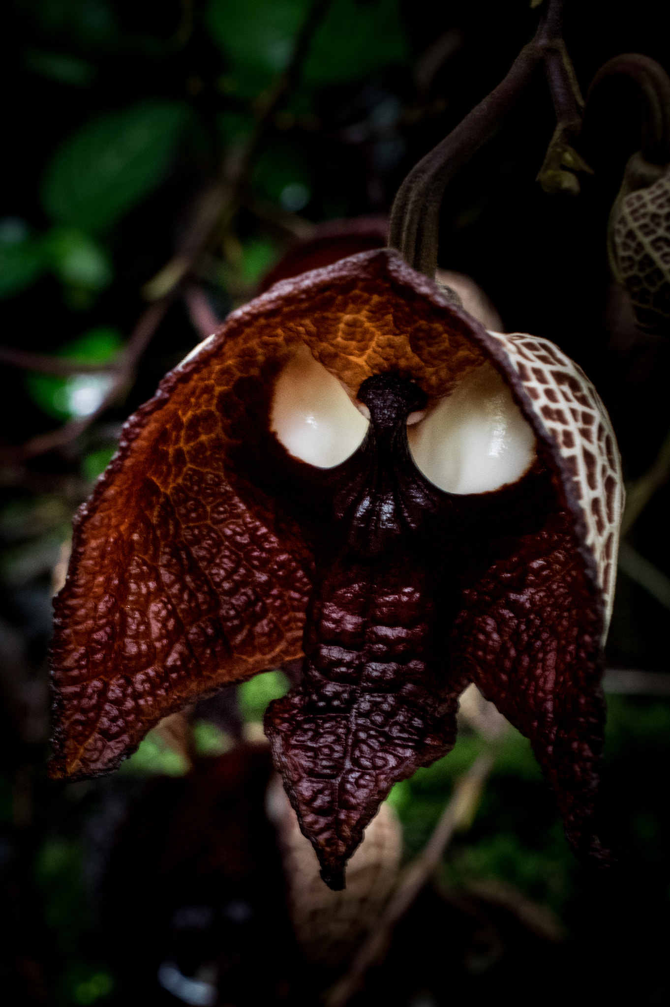 Pentax K-3 + HD Pentax DA 35mm F2.8 Macro Limited sample photo. The force is strong(aristolochia salvadrensis) photography