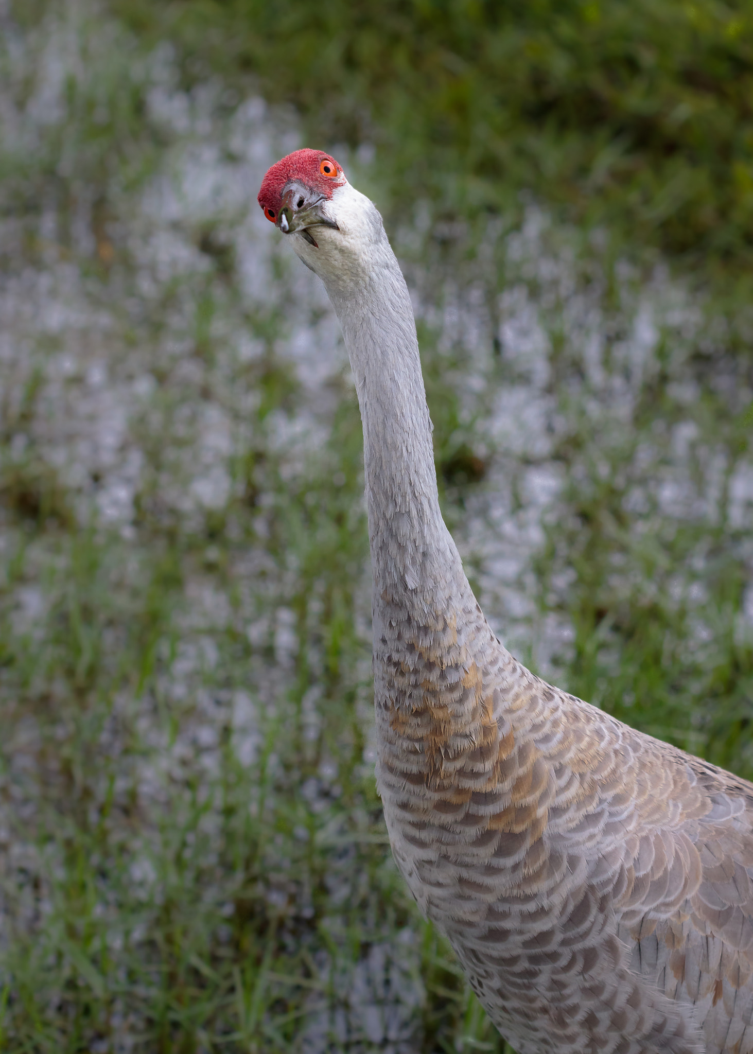 Canon EF 100mm F2.8 Macro USM sample photo. Still looks crooked to me photography