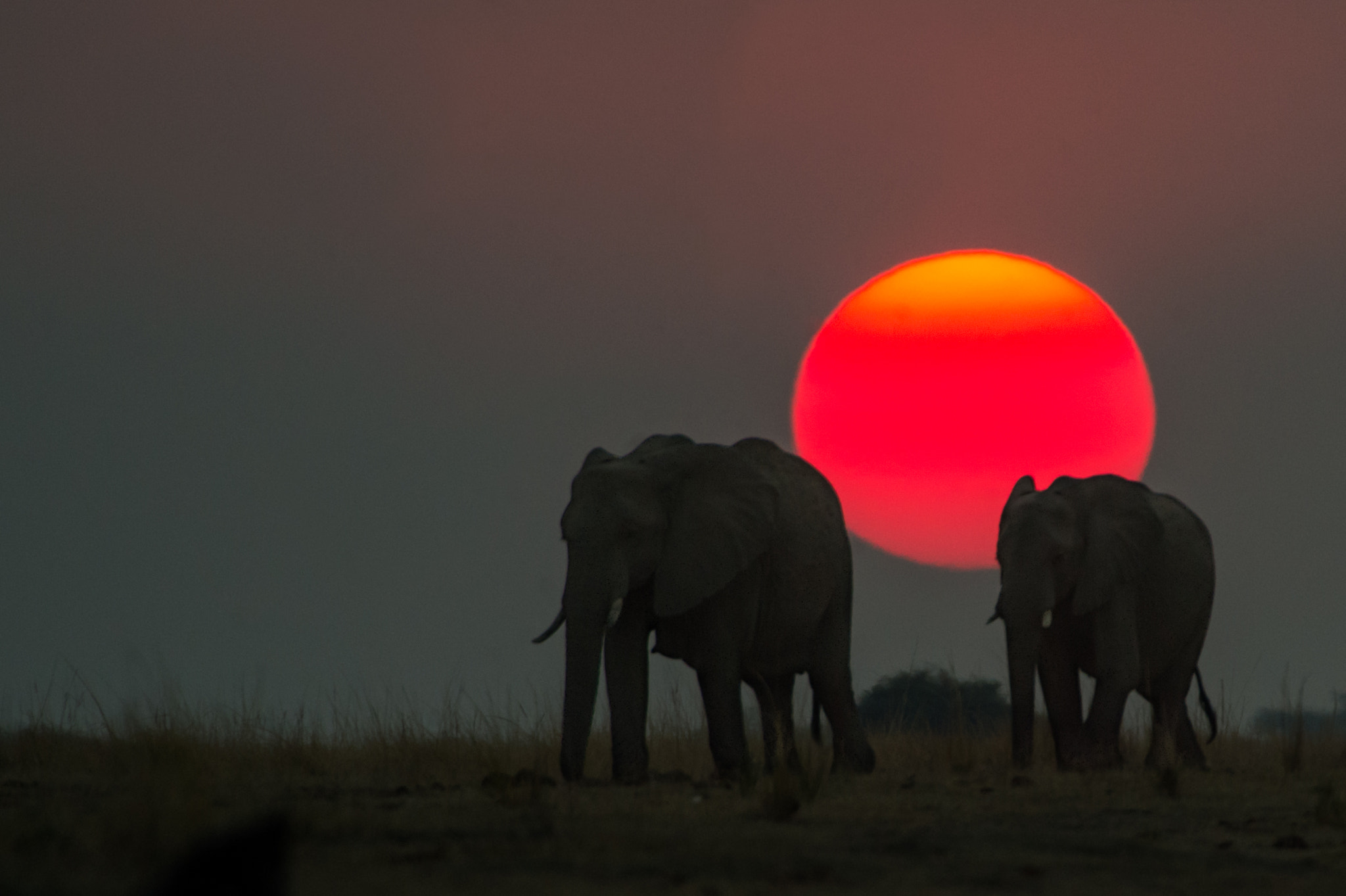Nikon D4S sample photo. African sunset photography