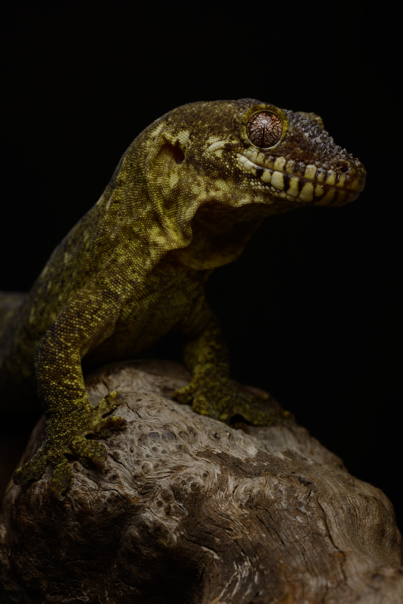 Nikon D600 + ZEISS Makro-Planar T* 50mm F2 sample photo. Rhacodactylus trachycephalus photography