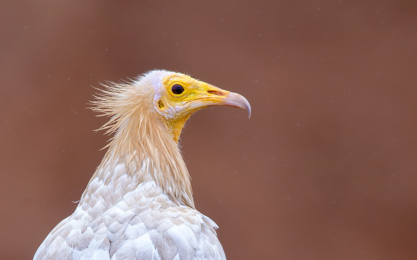 Nikon D7000 + Nikon AF-S Nikkor 500mm F4G ED VR sample photo. Egyptian vulture photography