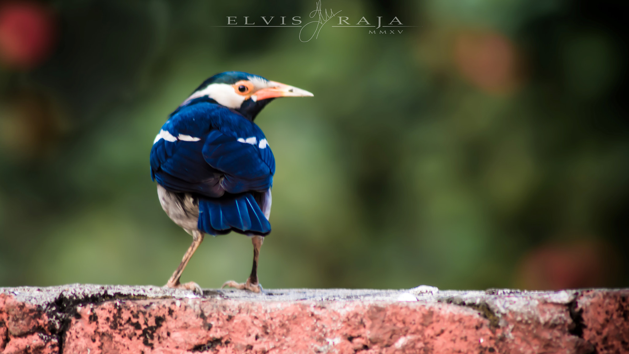 Sigma 50-150mm F2.8 EX APO DC HSM II sample photo. Winged beauty photography