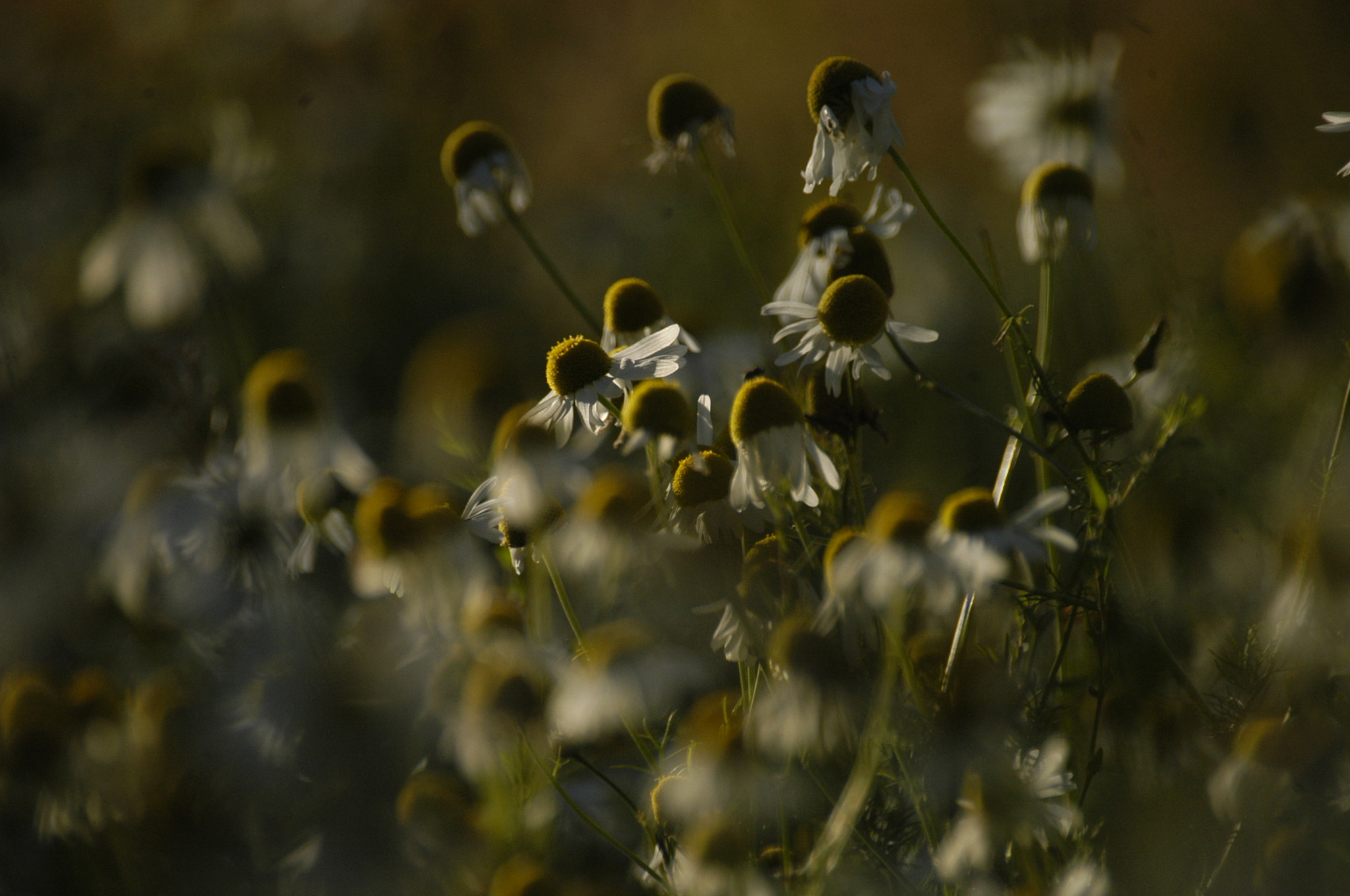 Nikon D100 + Sigma 70-300mm F4-5.6 DG Macro sample photo. The summer light  photography