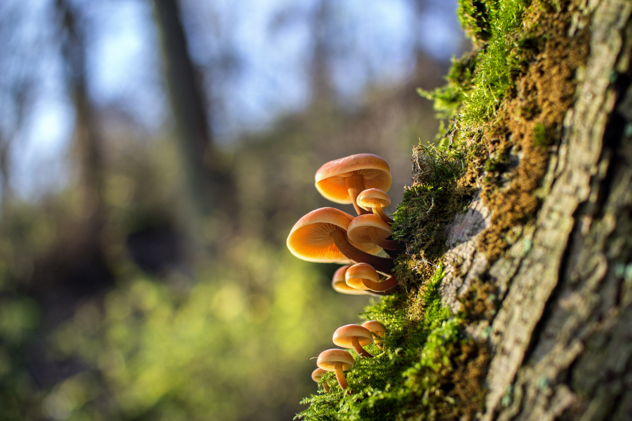 Canon EOS 600D (Rebel EOS T3i / EOS Kiss X5) + Sigma 30mm f/1.4 DC HSM sample photo. Mushrooms on a tree photography